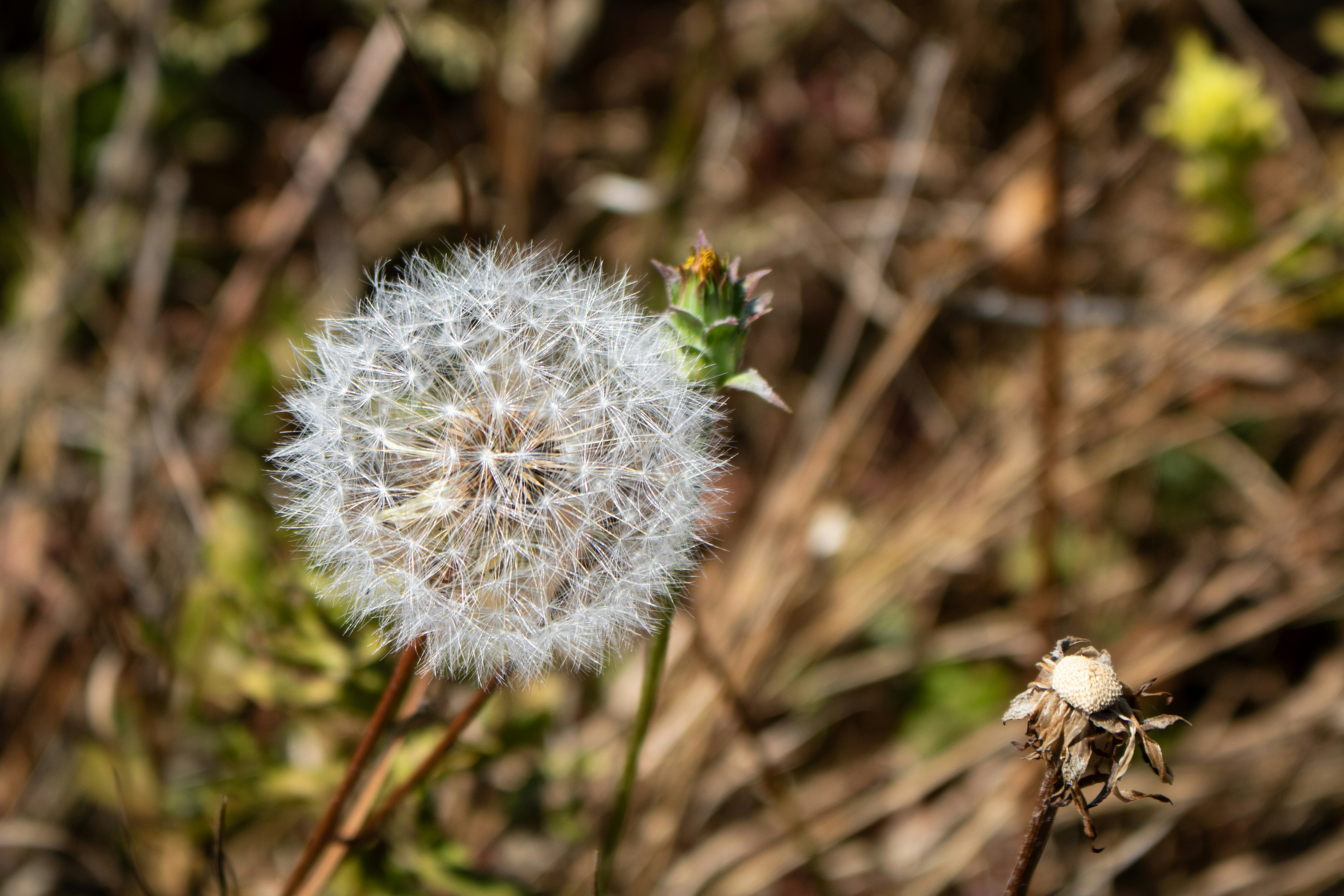 Photo by zoshuacolah