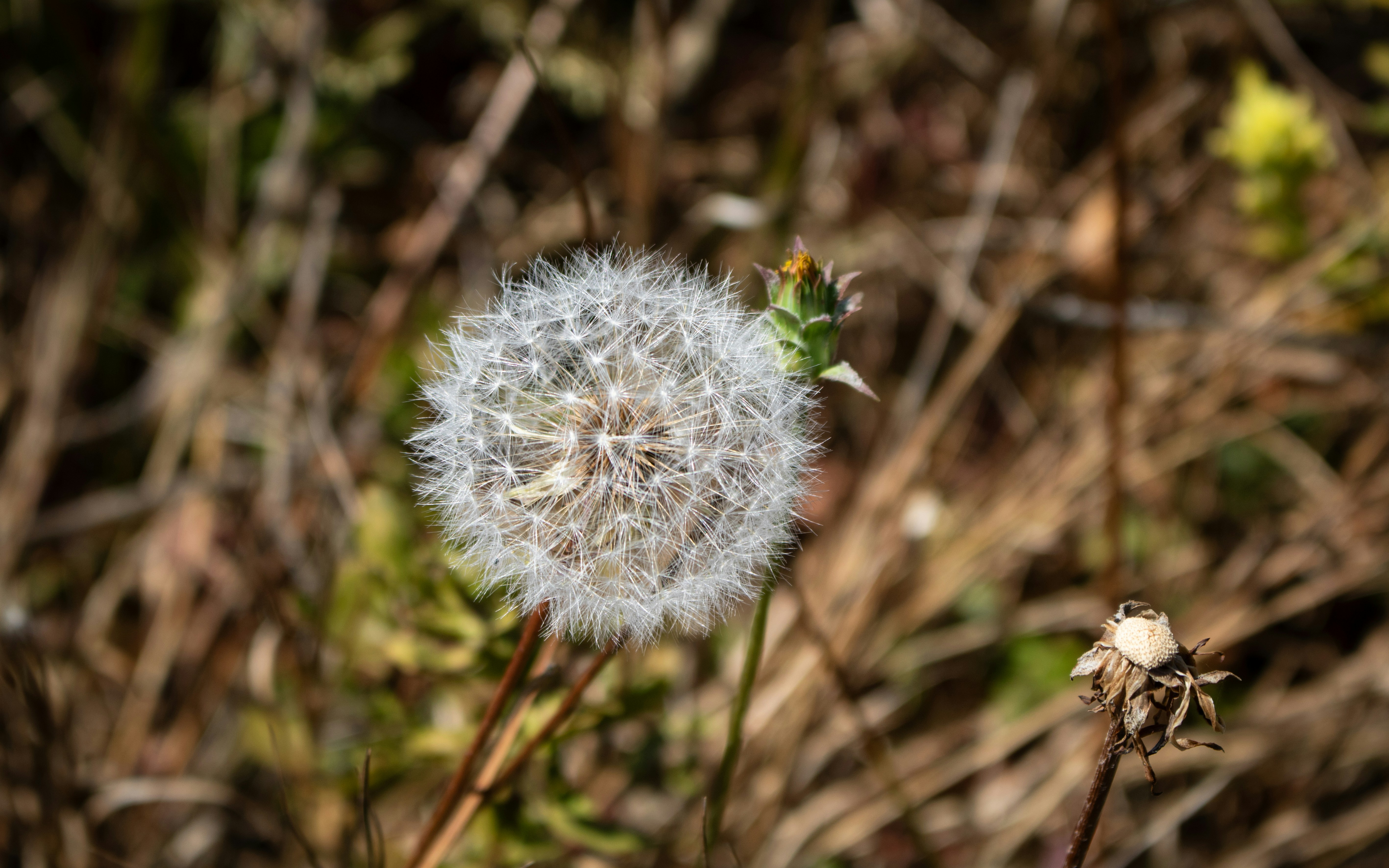 Photo by zoshuacolah