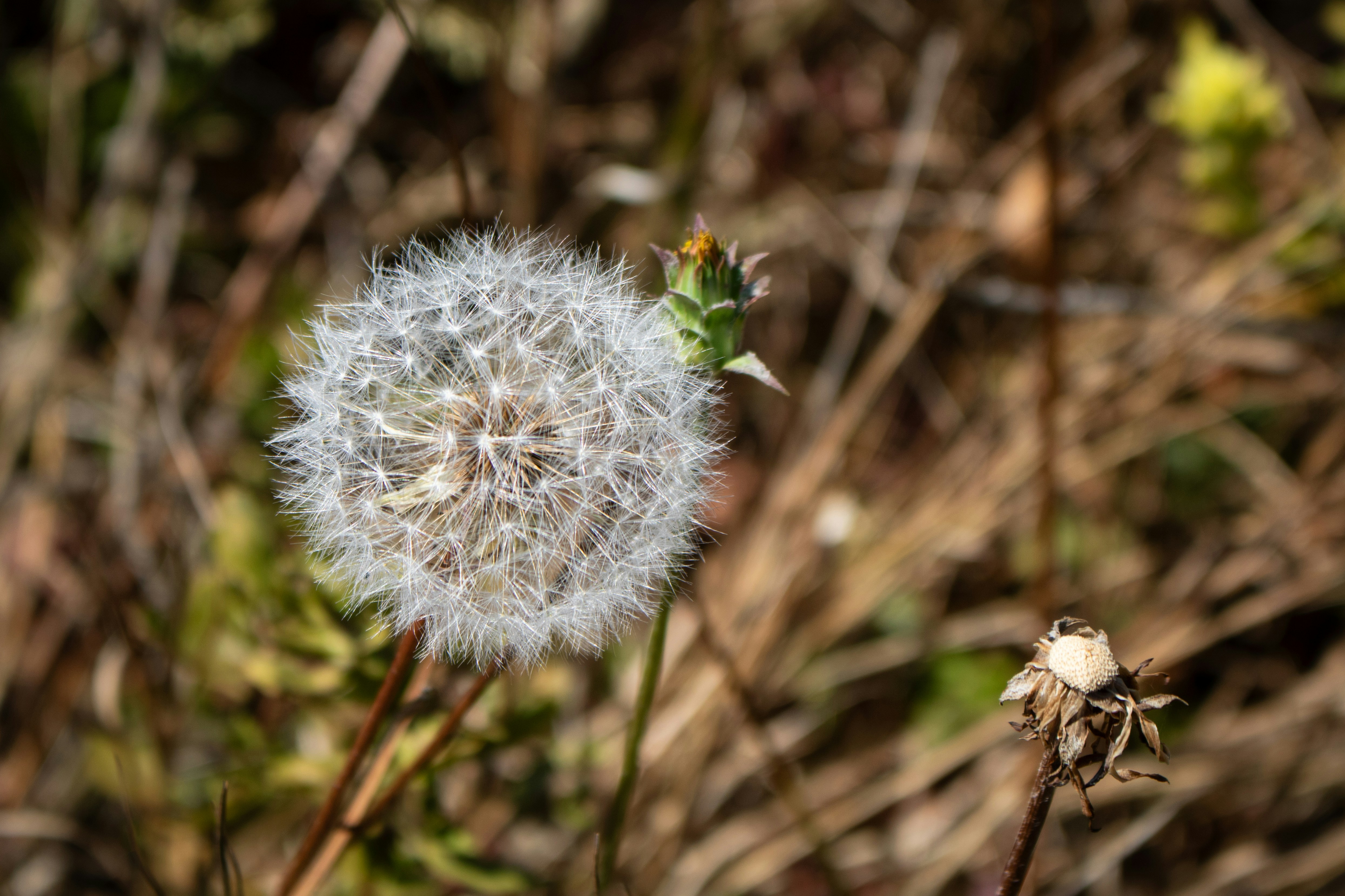 Photo by zoshuacolah