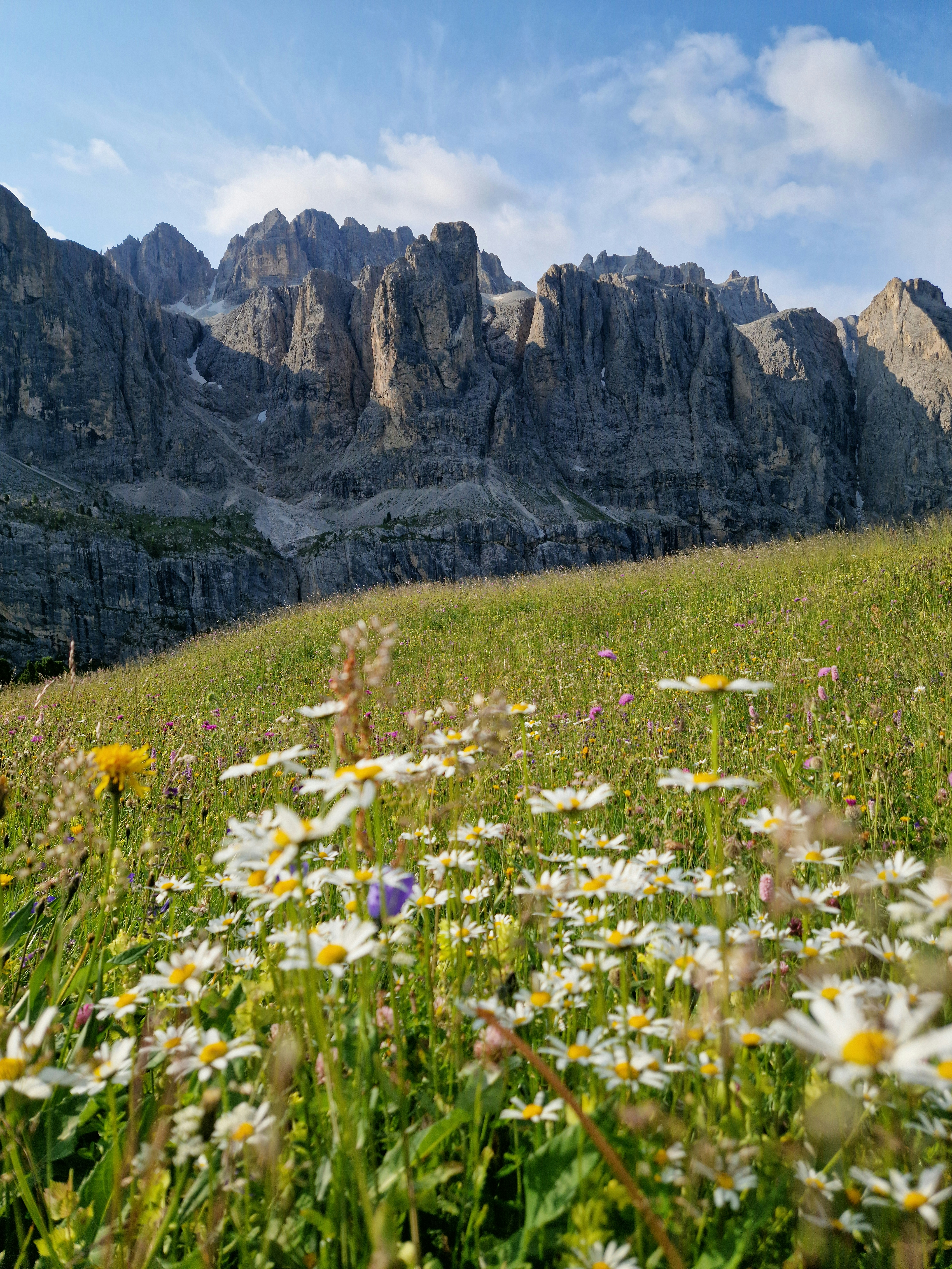 A field of wildflowers and daisies in front of a mountain range