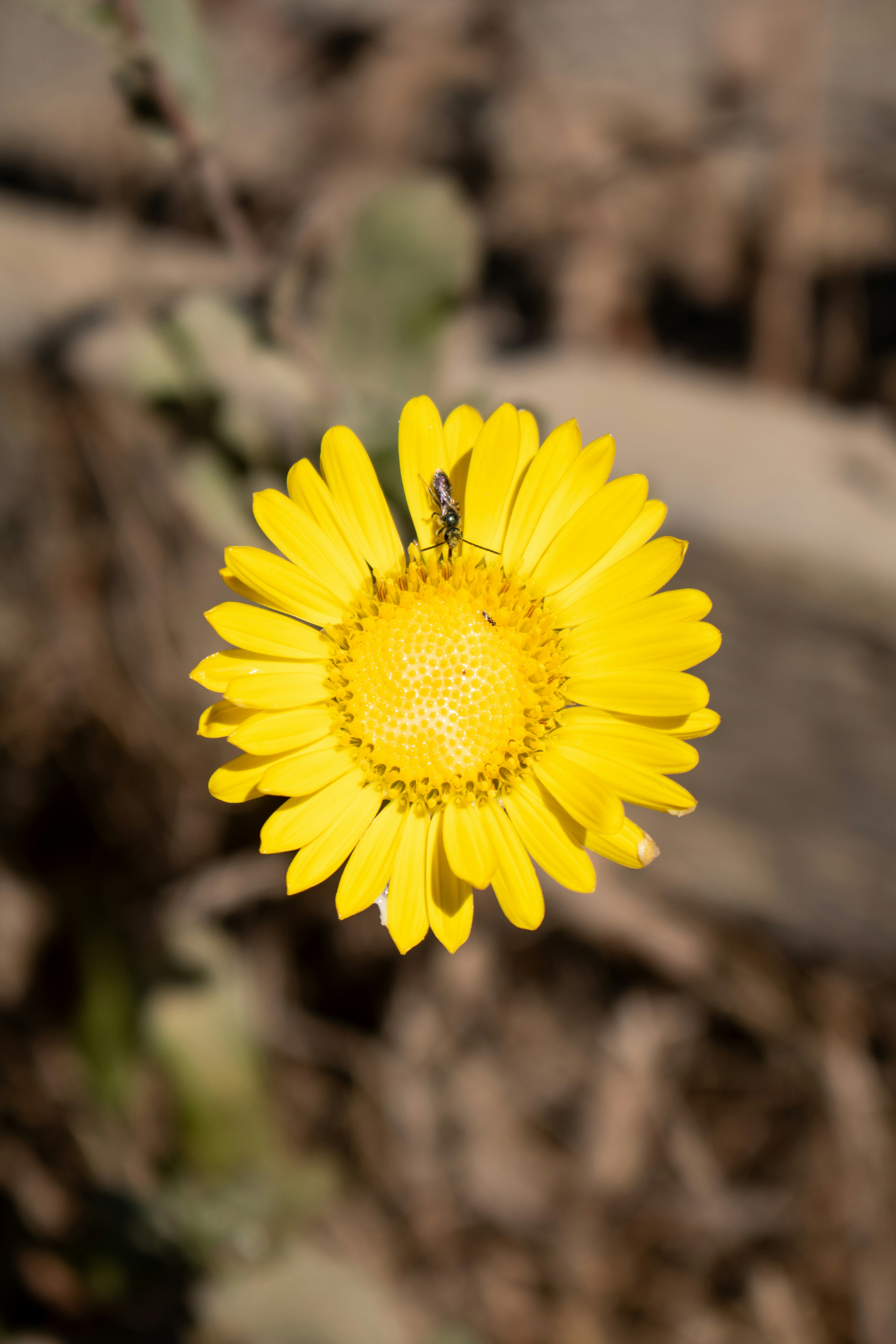 Photo by zoshuacolah