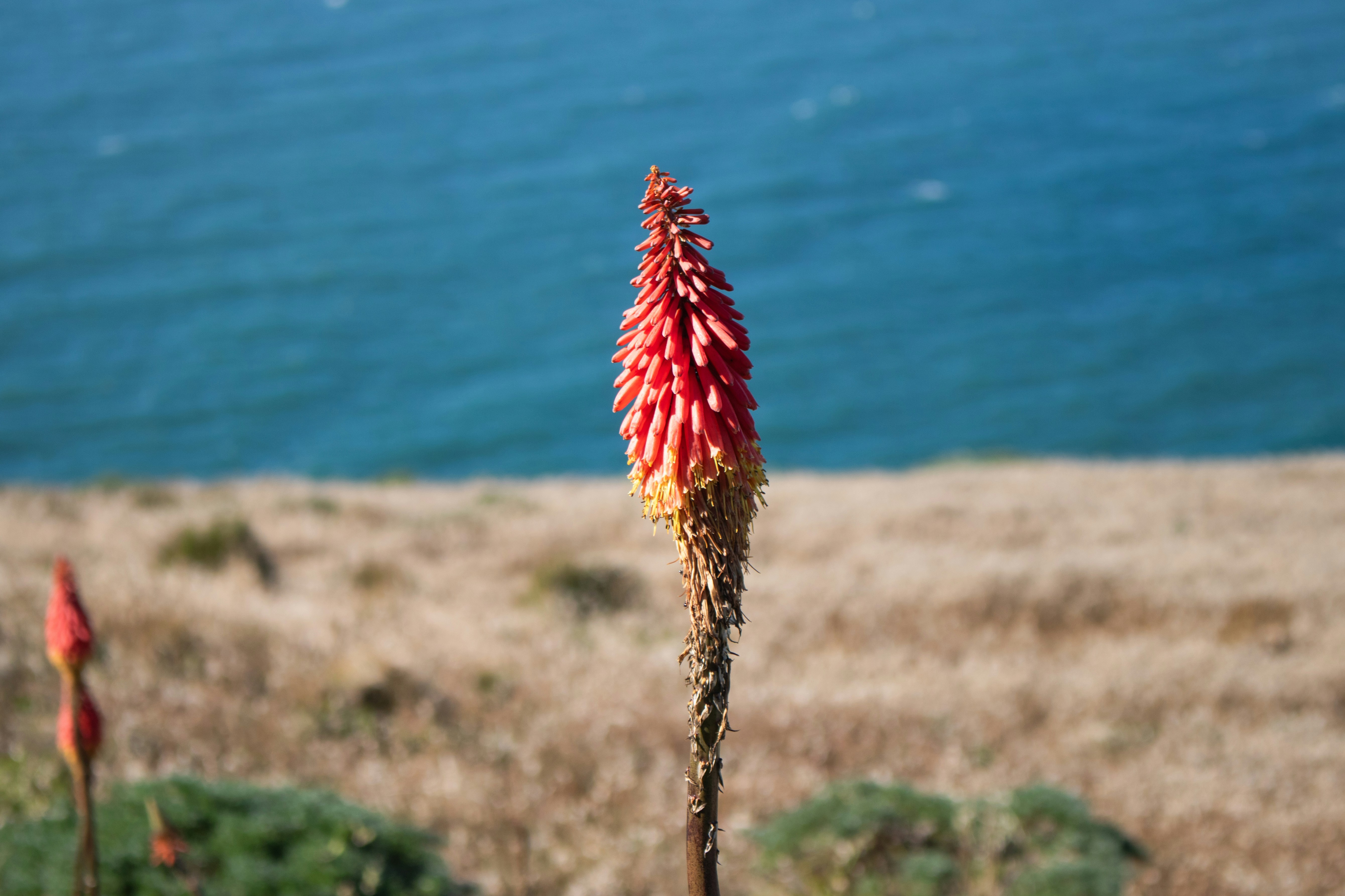 A flower in a field with a body of water in the background