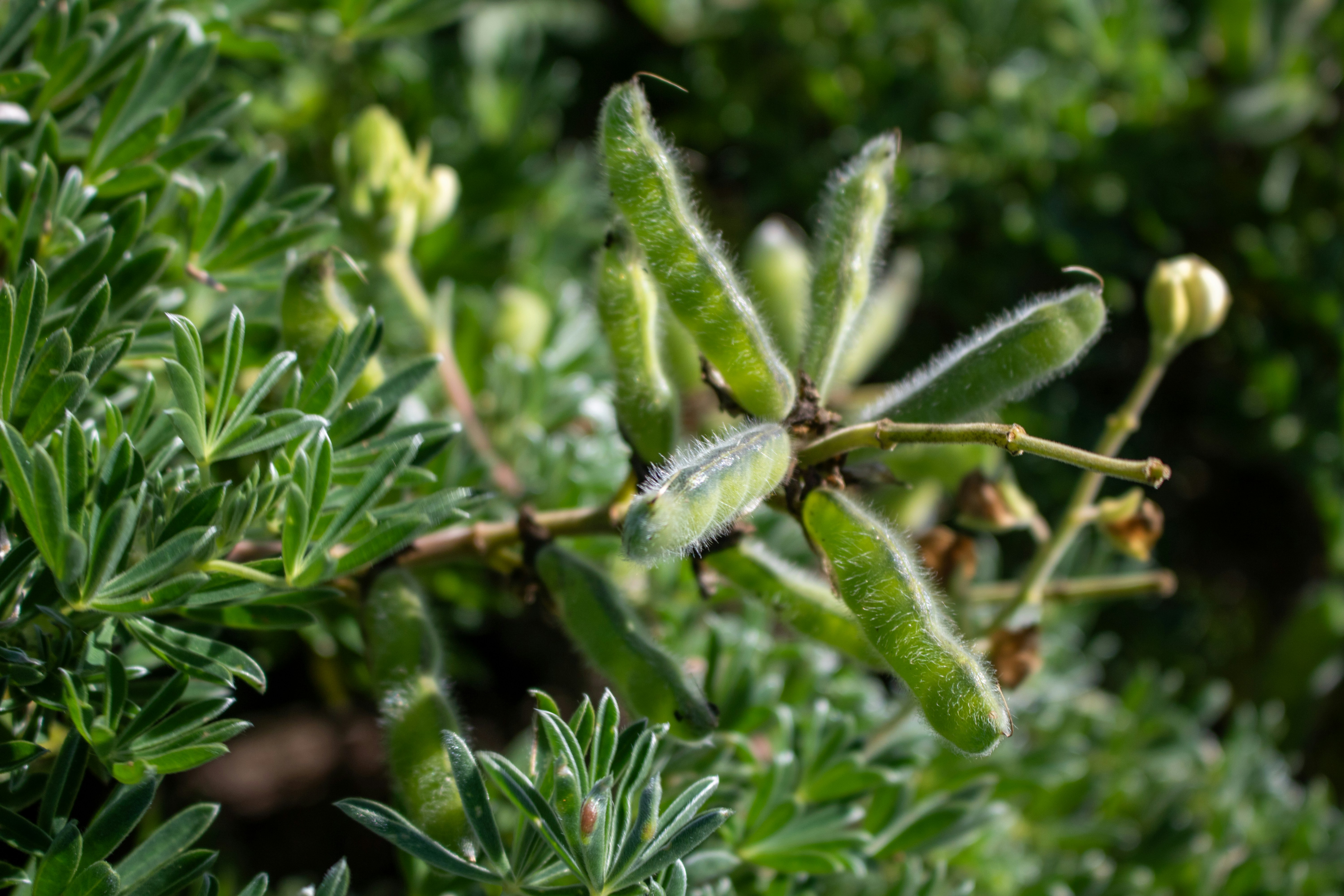 A close up of some green leaves on a tree