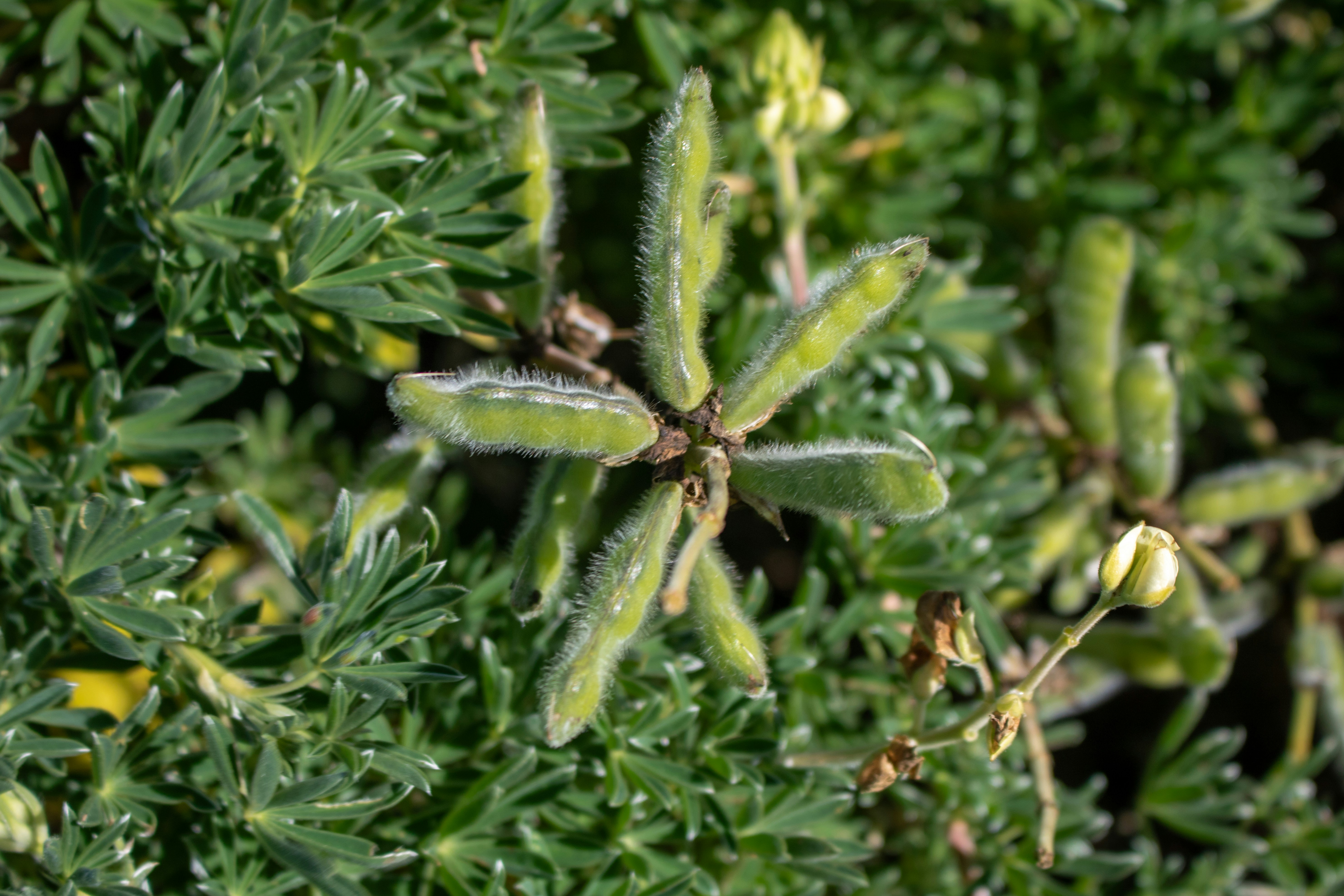 A close up of a green plant with lots of leaves