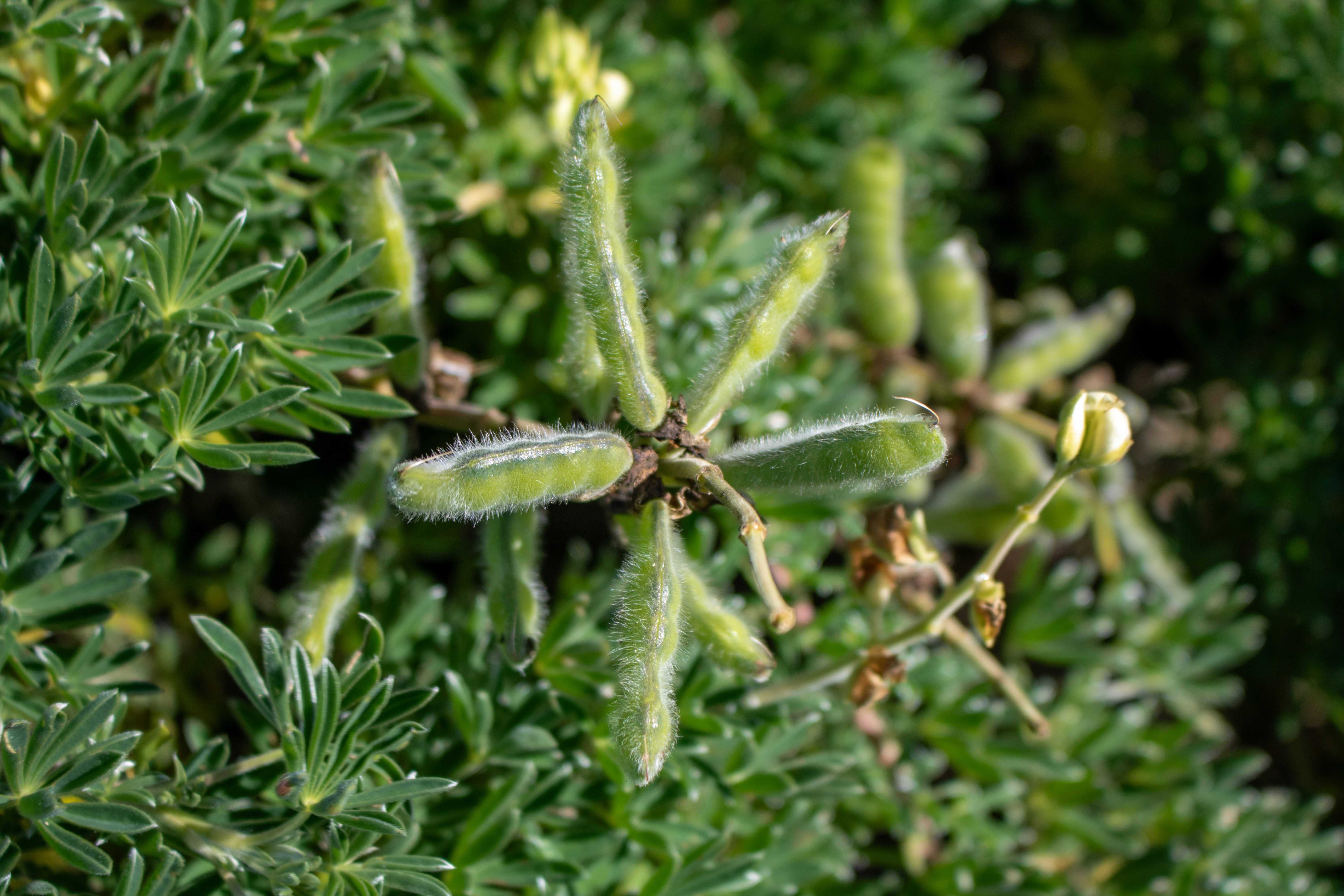 A close up of a plant with lots of leaves