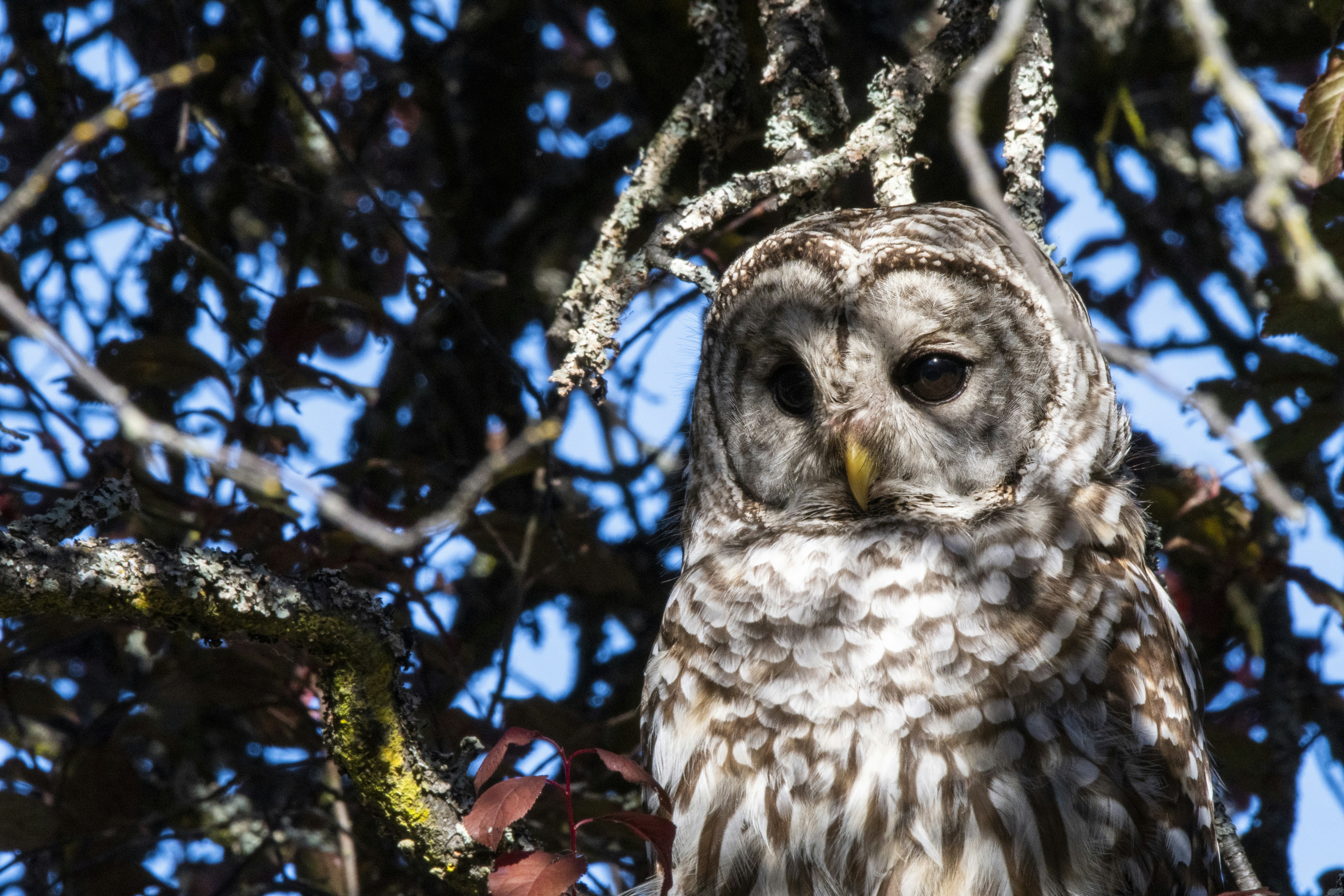 Uma coruja está empoleirada em um galho de árvore