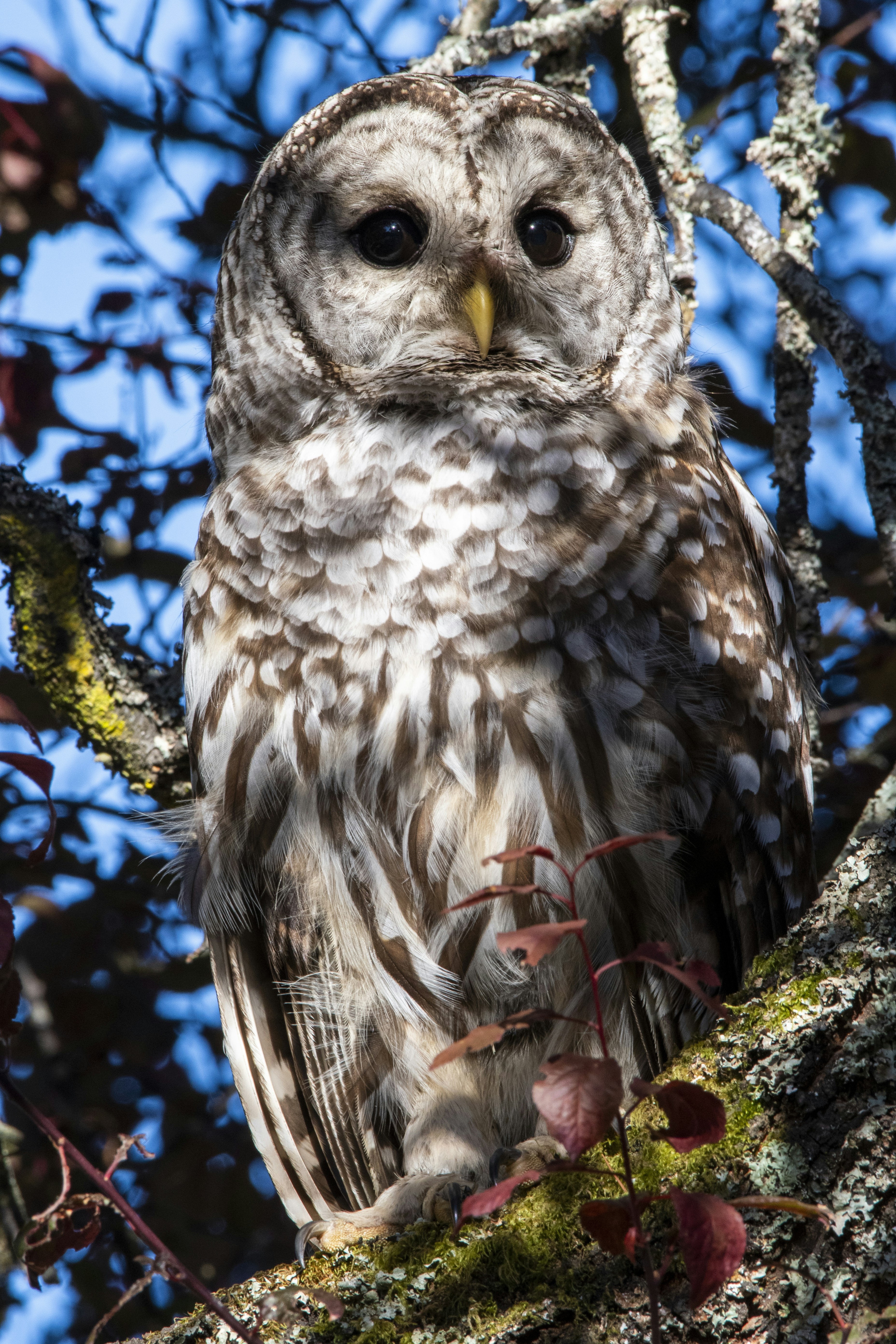 Uma coruja está empoleirada em um galho de árvore