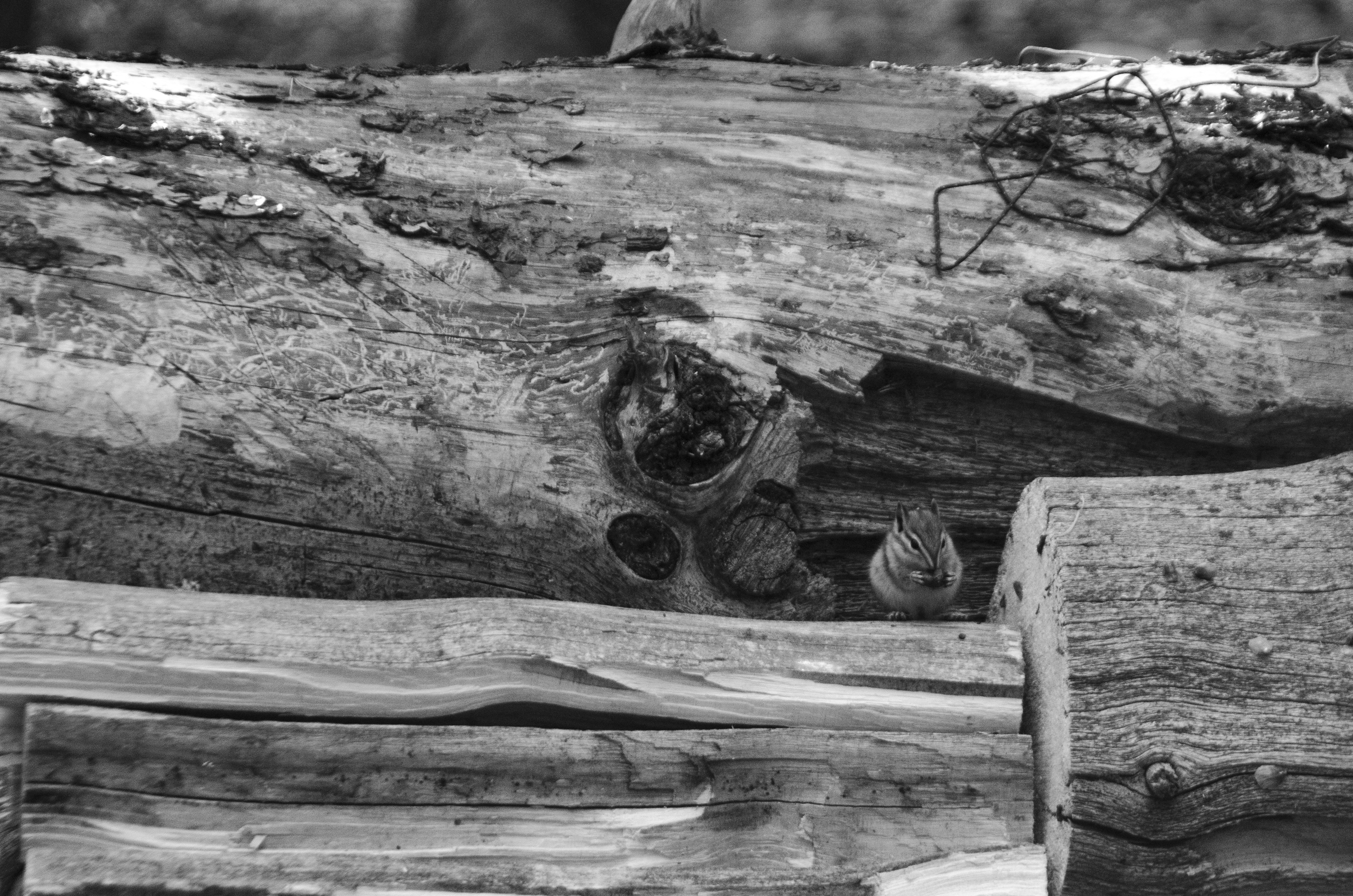 Formalități & Predare