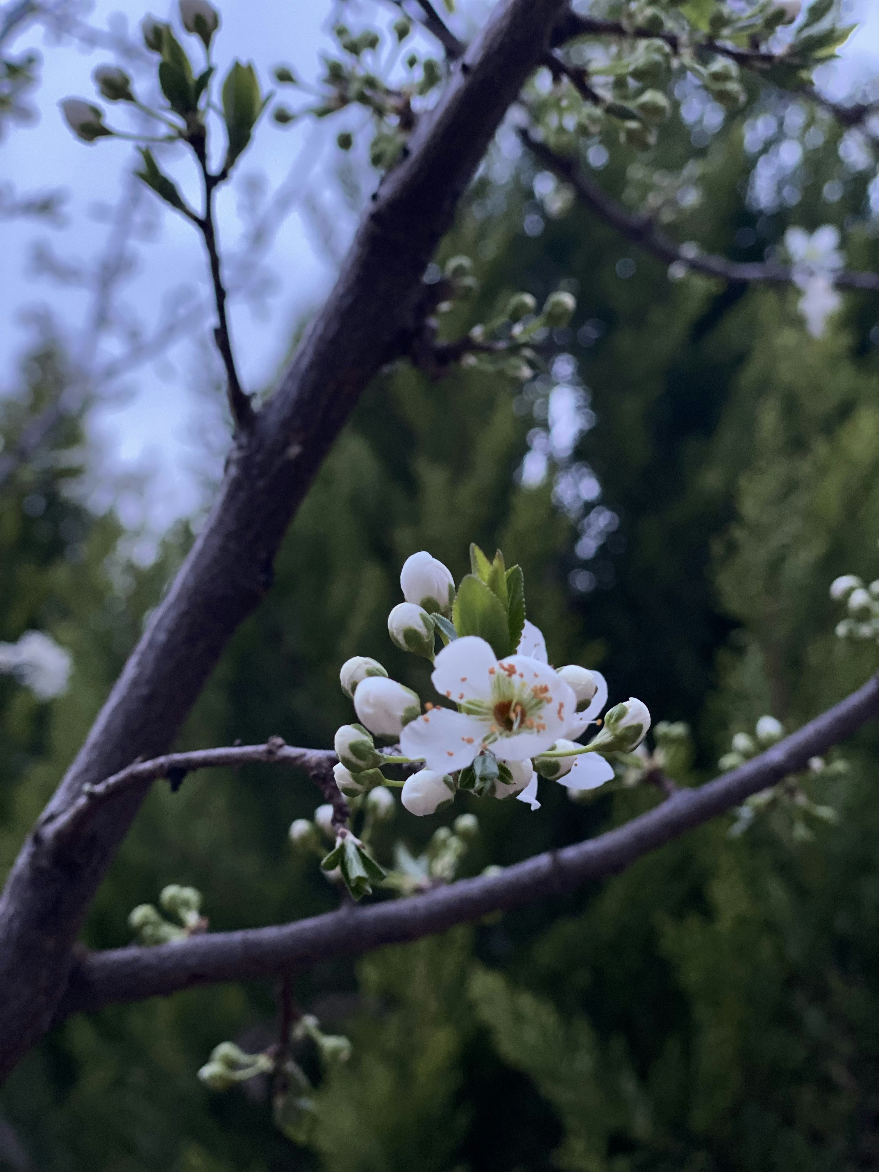 Um galho com flores brancas e folhas verdes