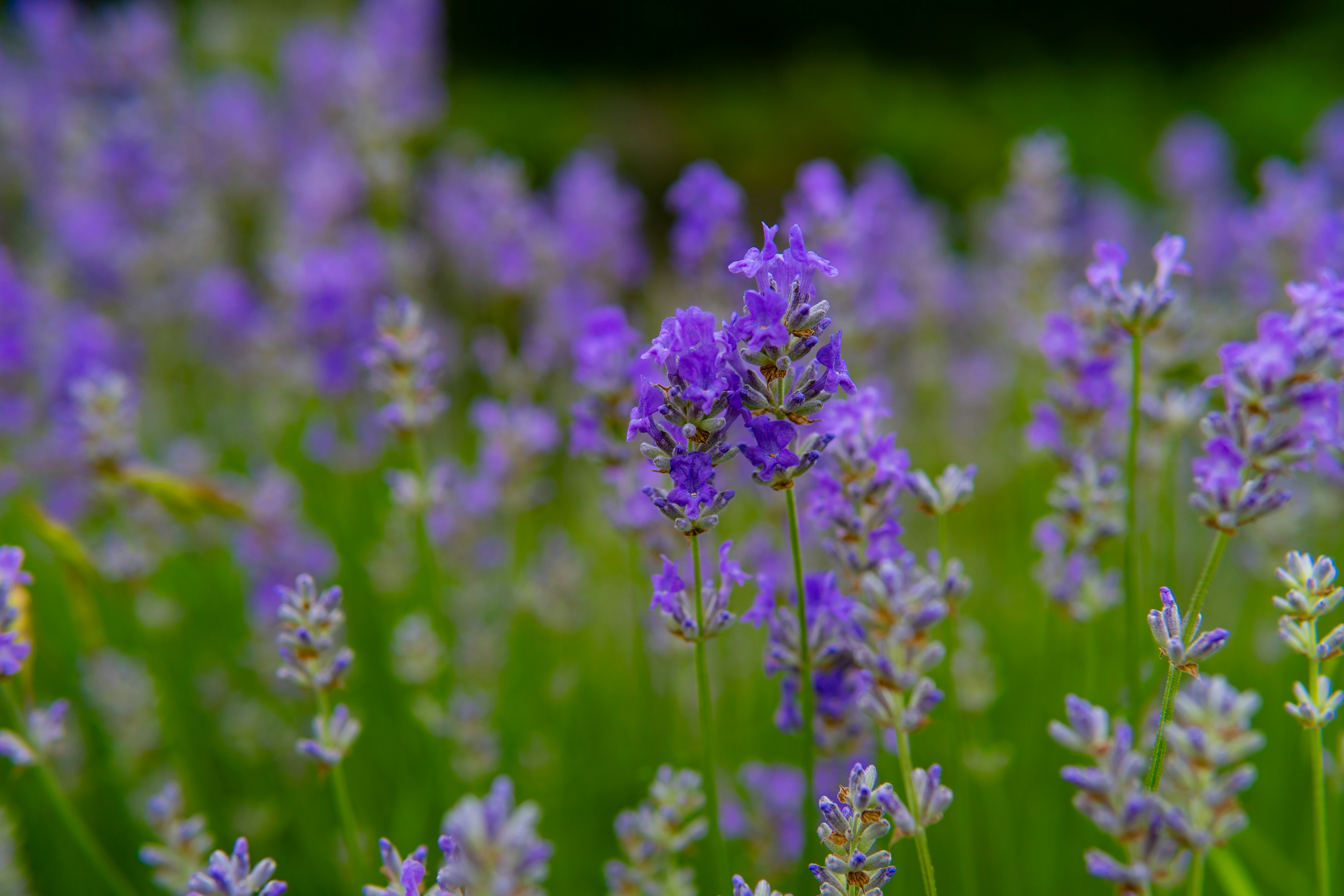 Photo by suyashmahar