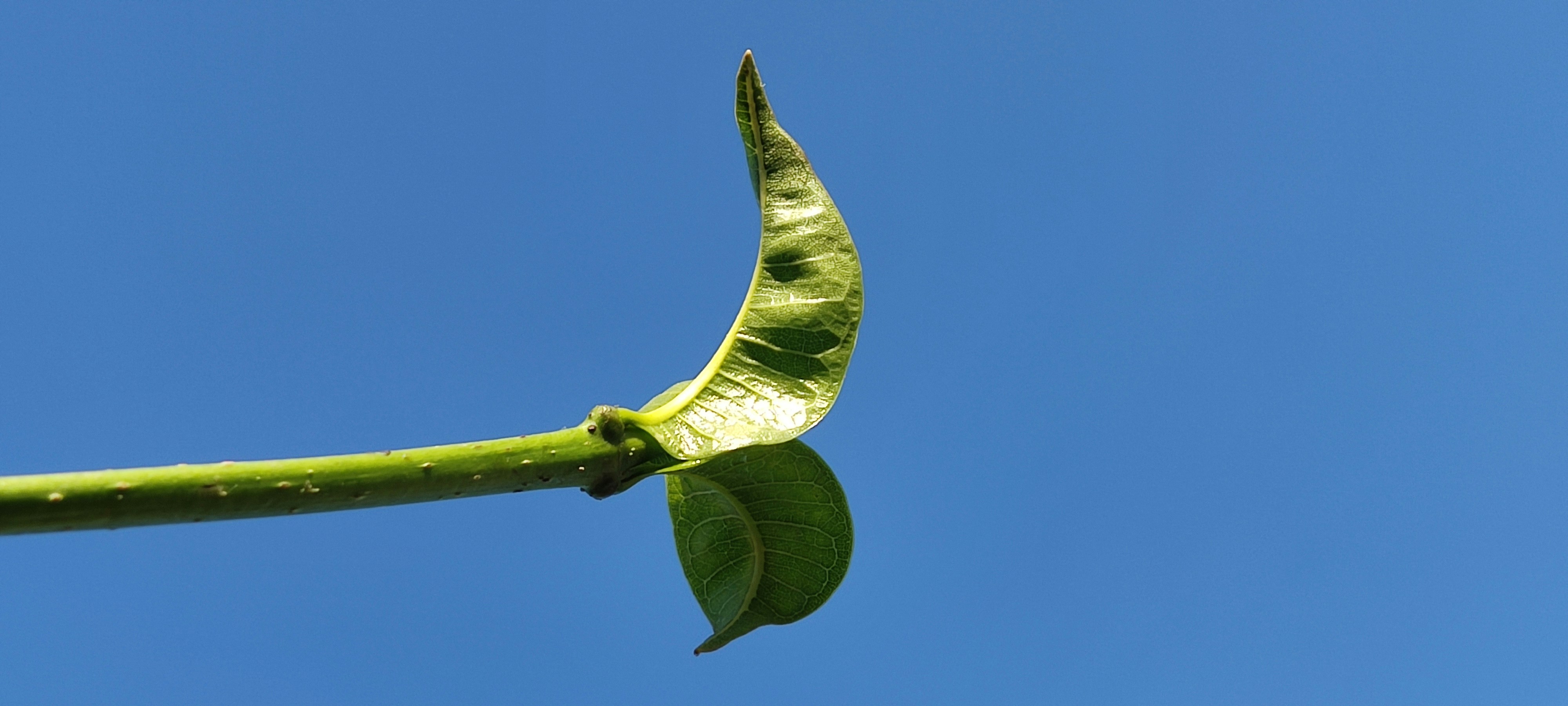 A green leaf on a stem with a blue sky in the background