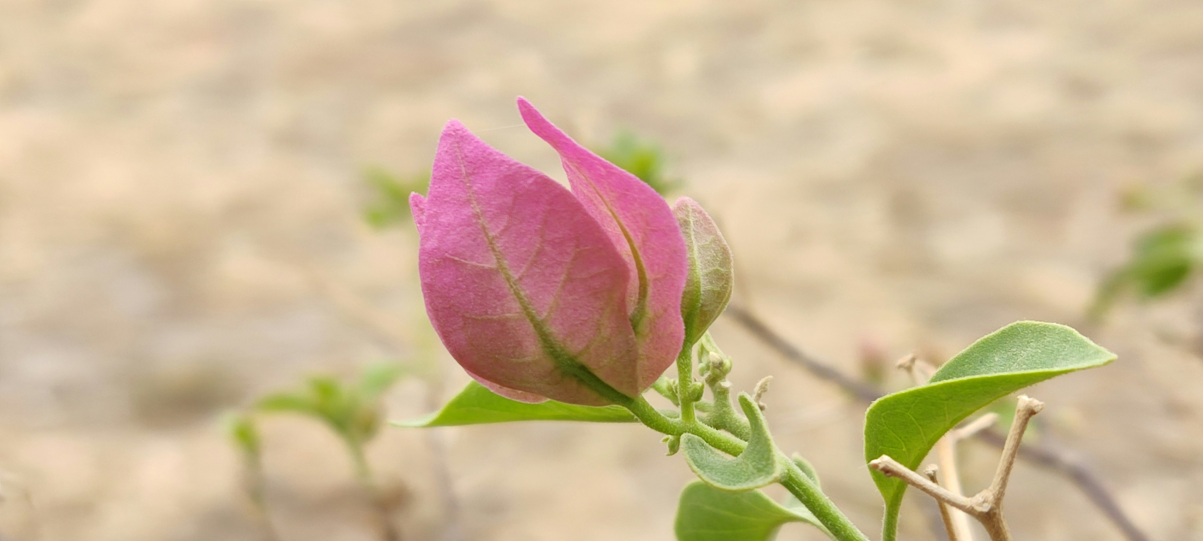 A single pink flower with green leaves on a branch