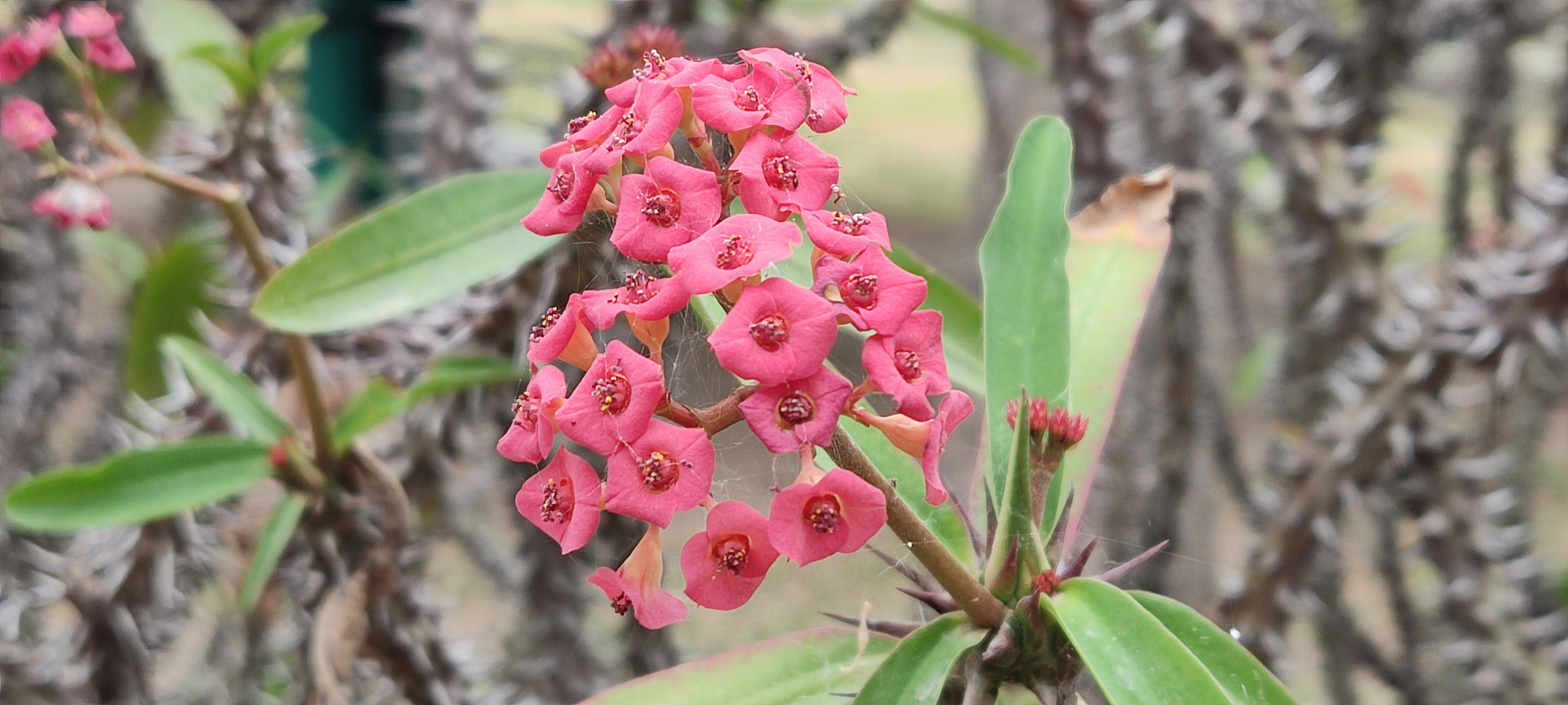 A bunch of pink flowers growing on a tree
