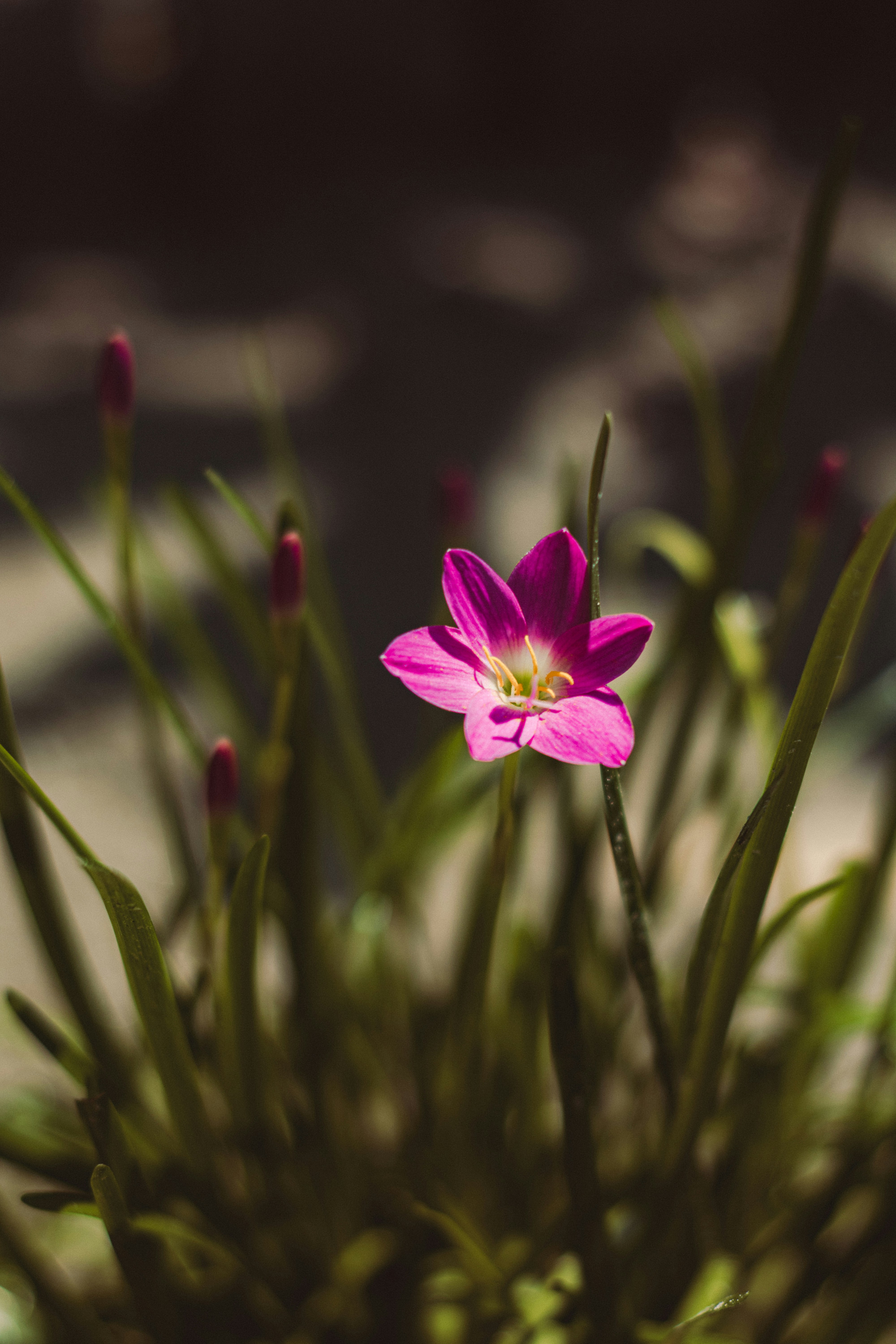 Photo by tanvirahmed2232