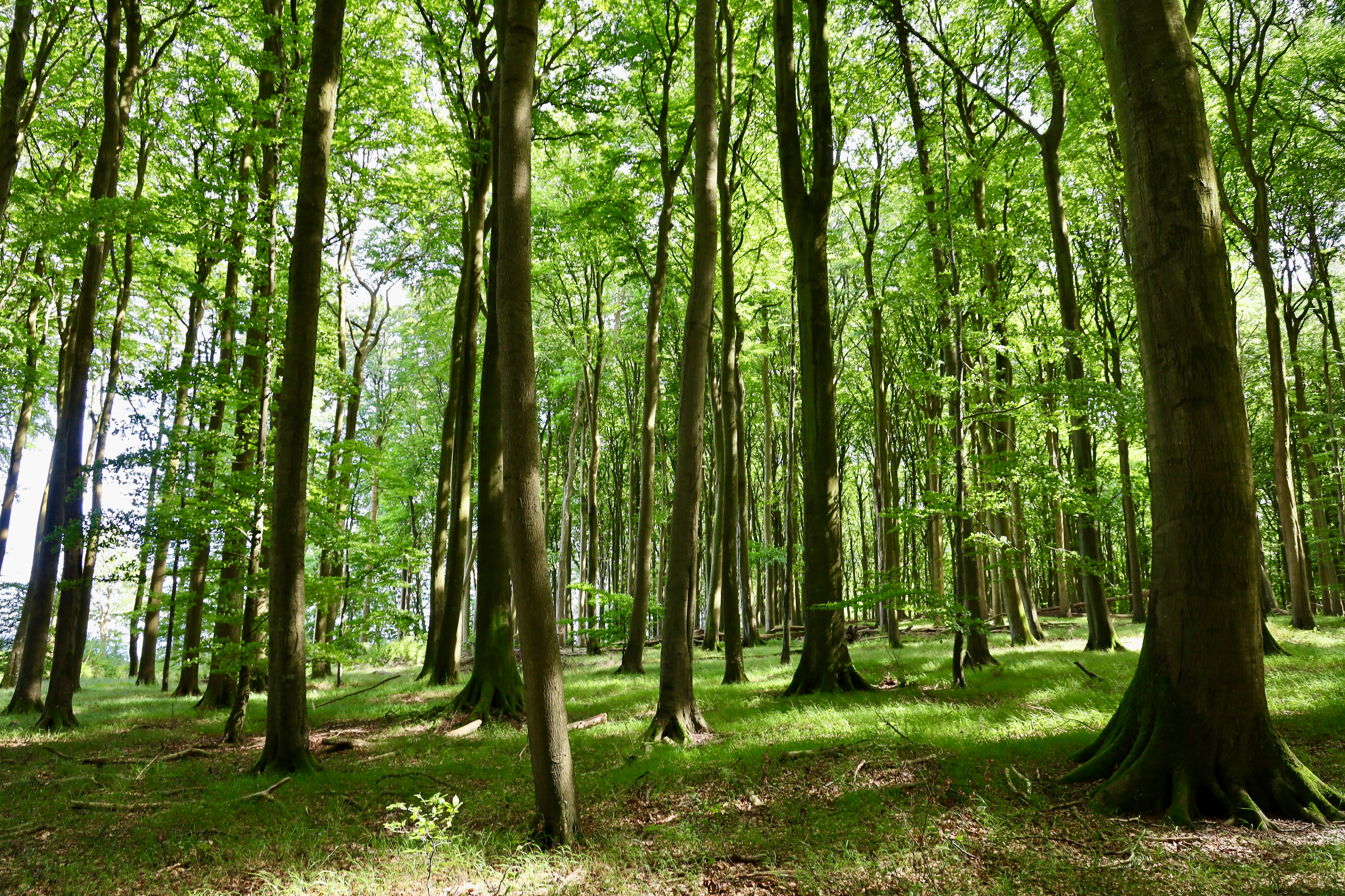 Photo by maximilian_brand