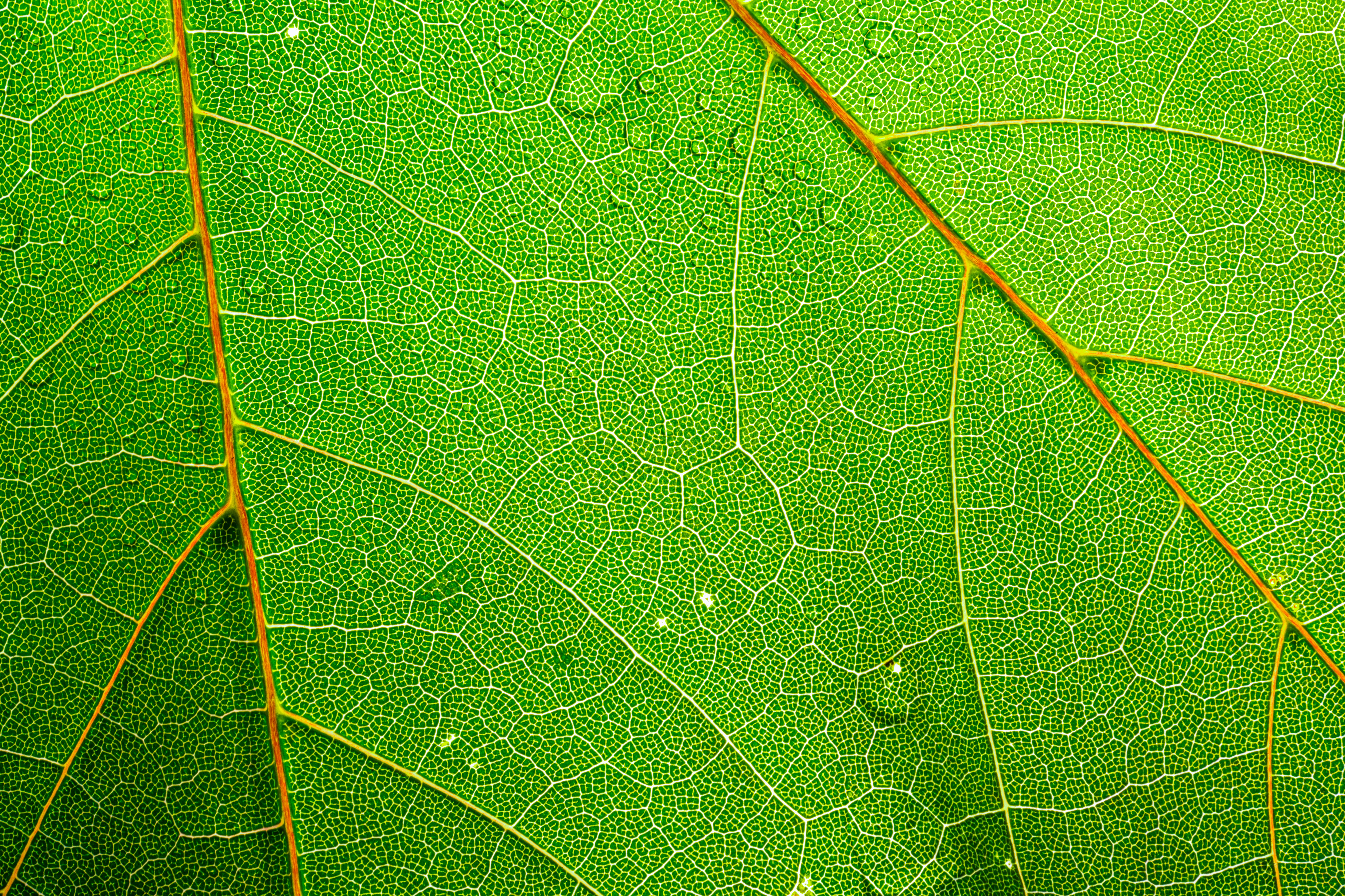 Photo by alexandredaoust