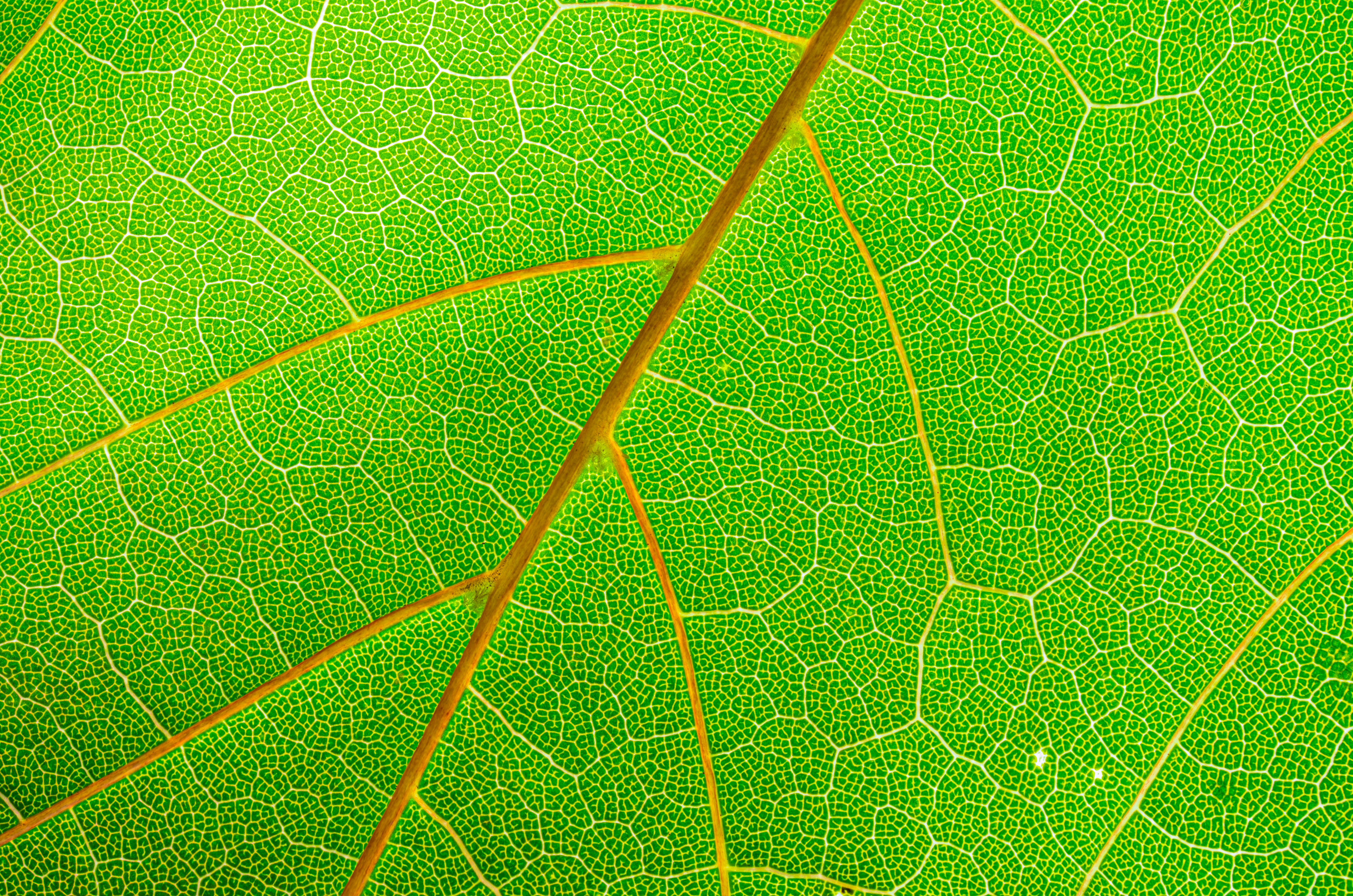 Photo by alexandredaoust