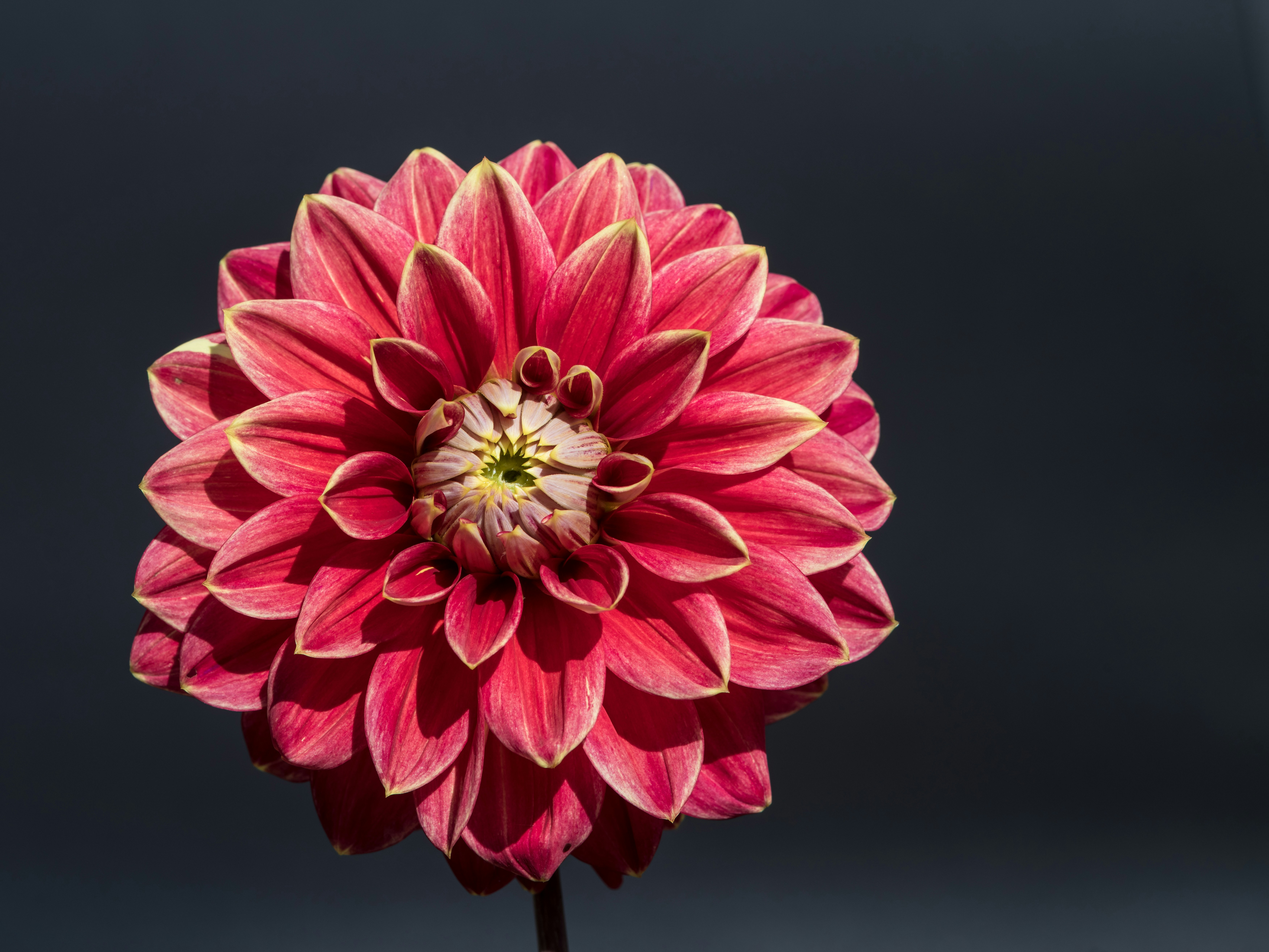 Photo by hamburgmeinefreundin