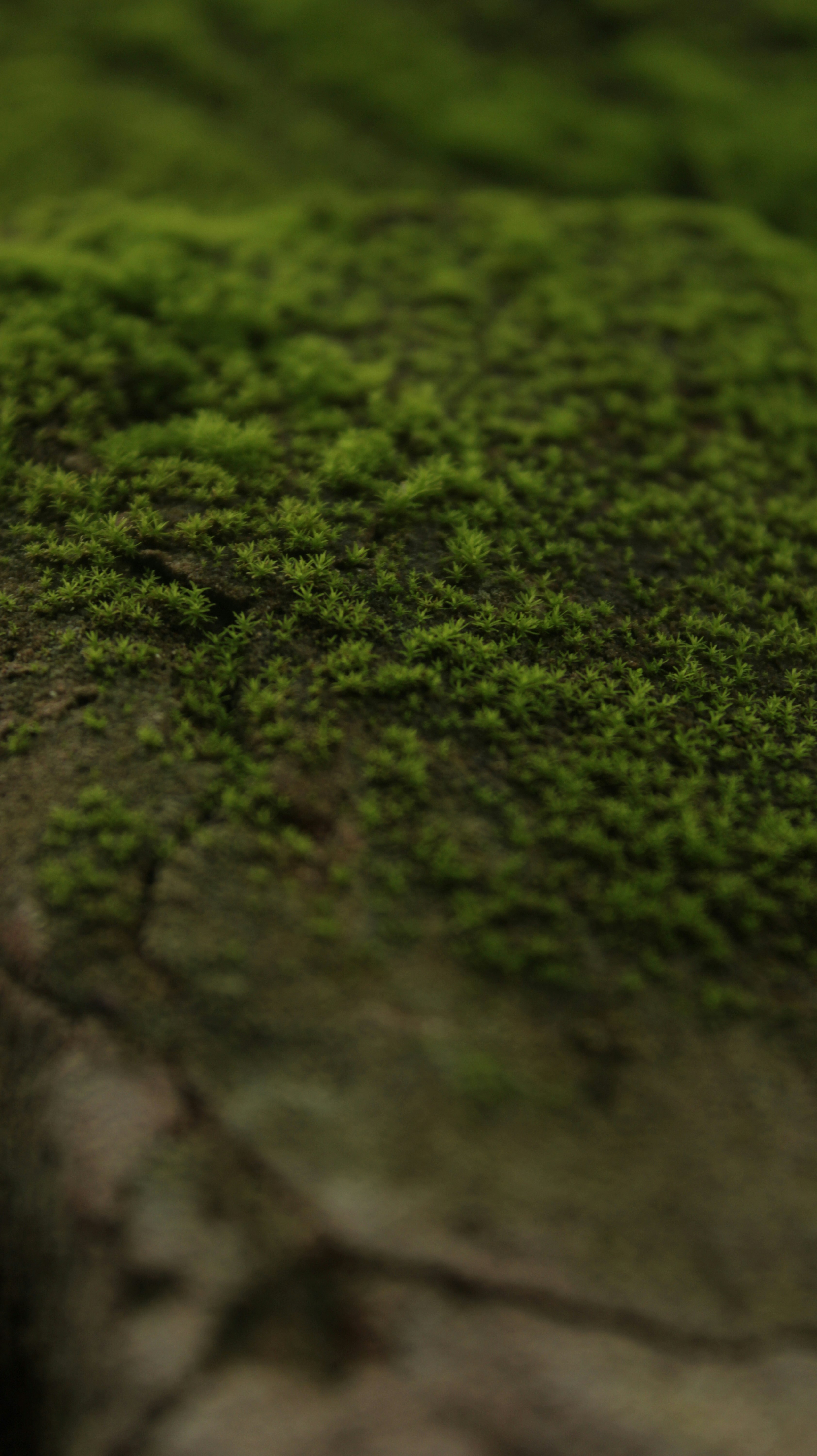 Photo by monoswita29