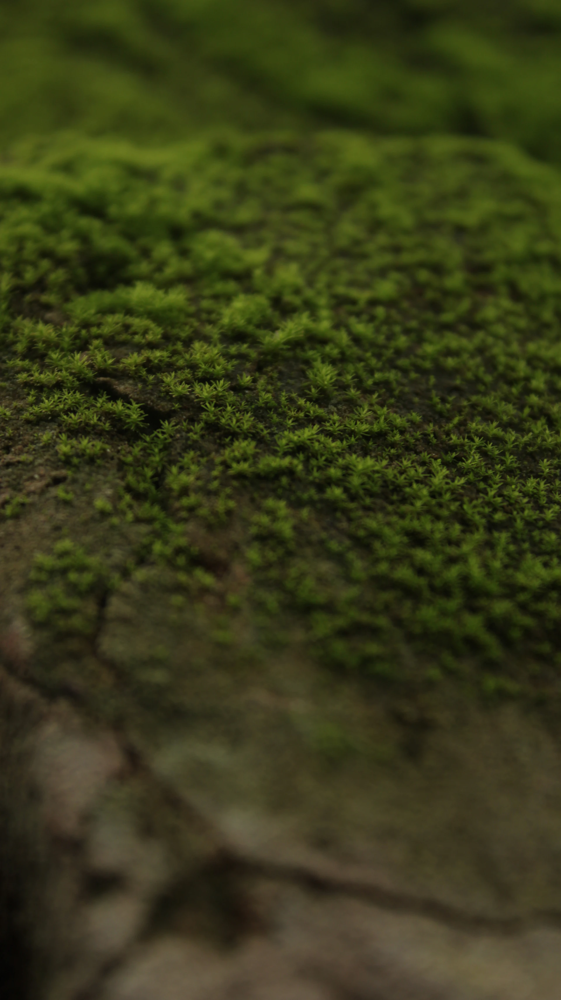 A close up of a moss covered surface