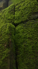 A close up of moss growing on a rock