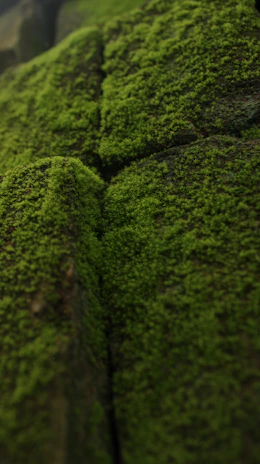 A close up of moss growing on a rock