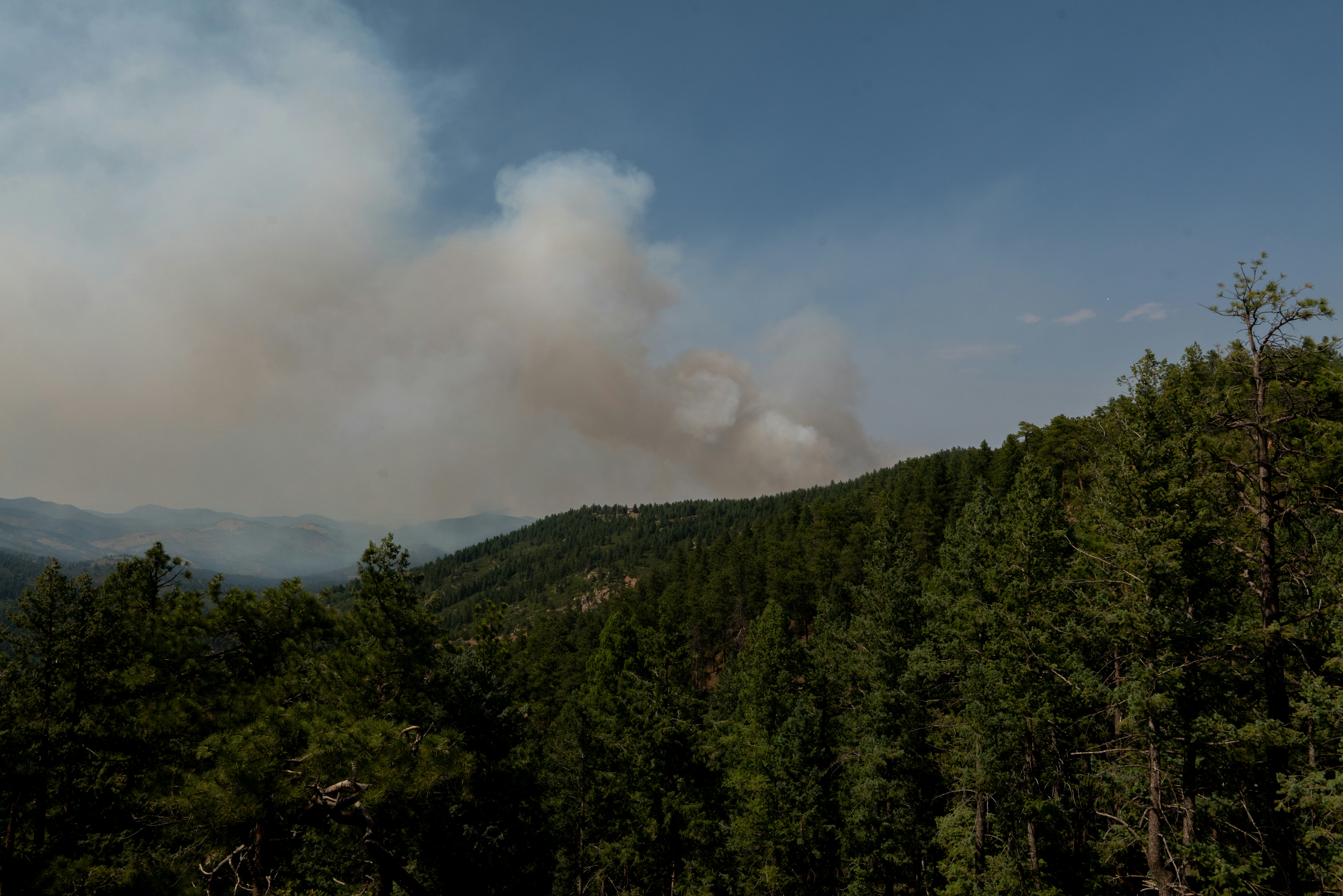 A forest filled with lots of trees covered in smoke, 