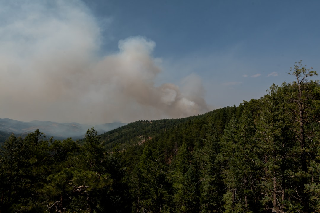 A forest filled with lots of trees covered in smoke,
