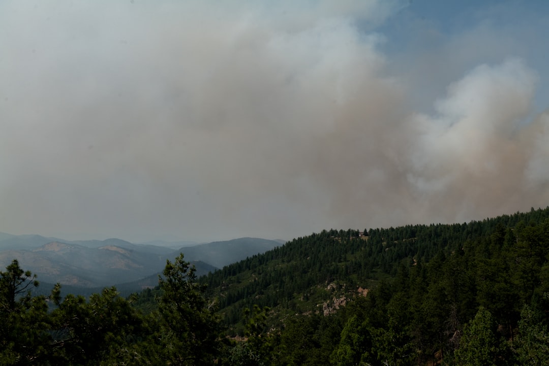 A forest filled with lots of trees and smoke,