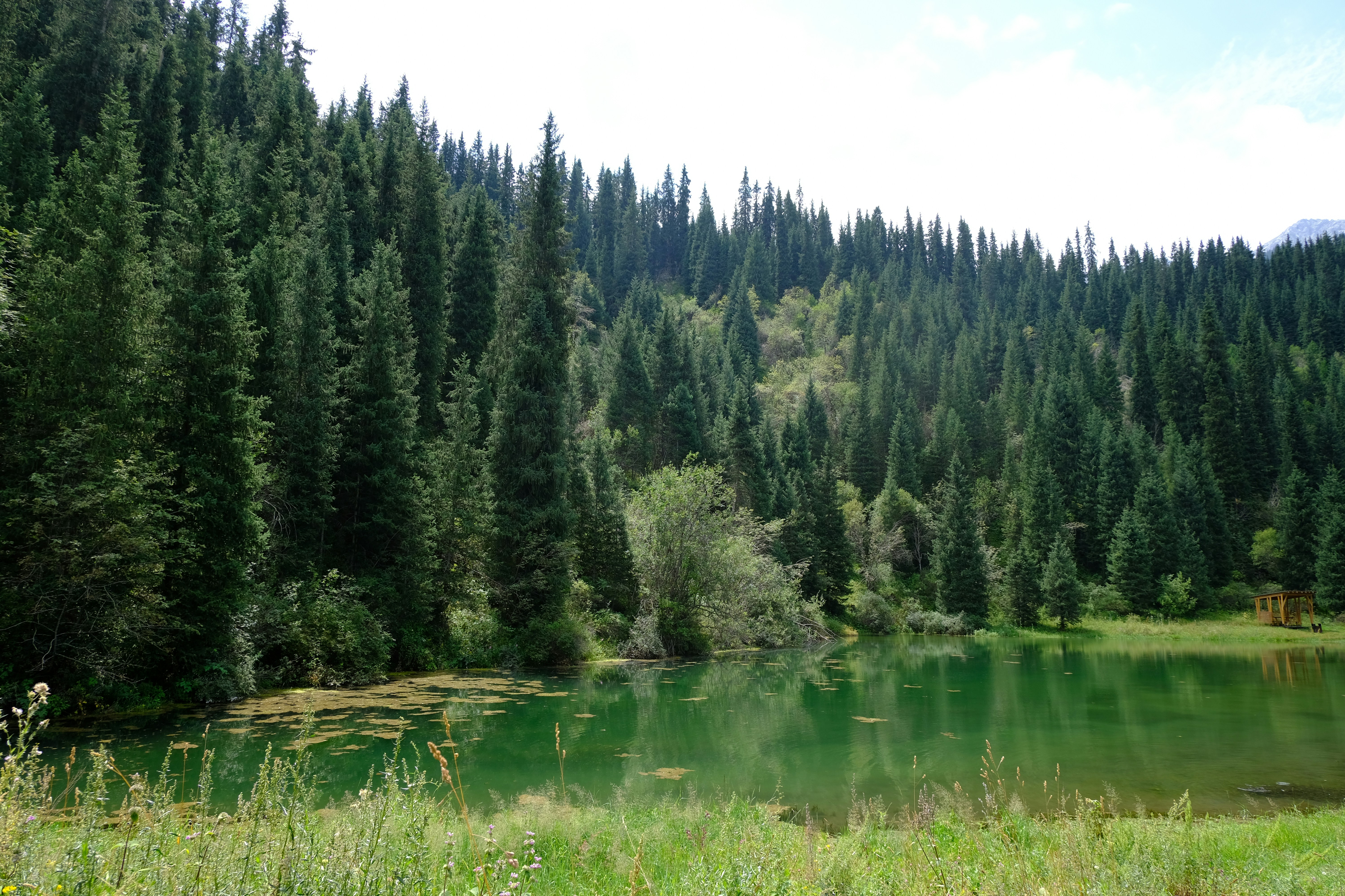 A large body of water surrounded by a forest