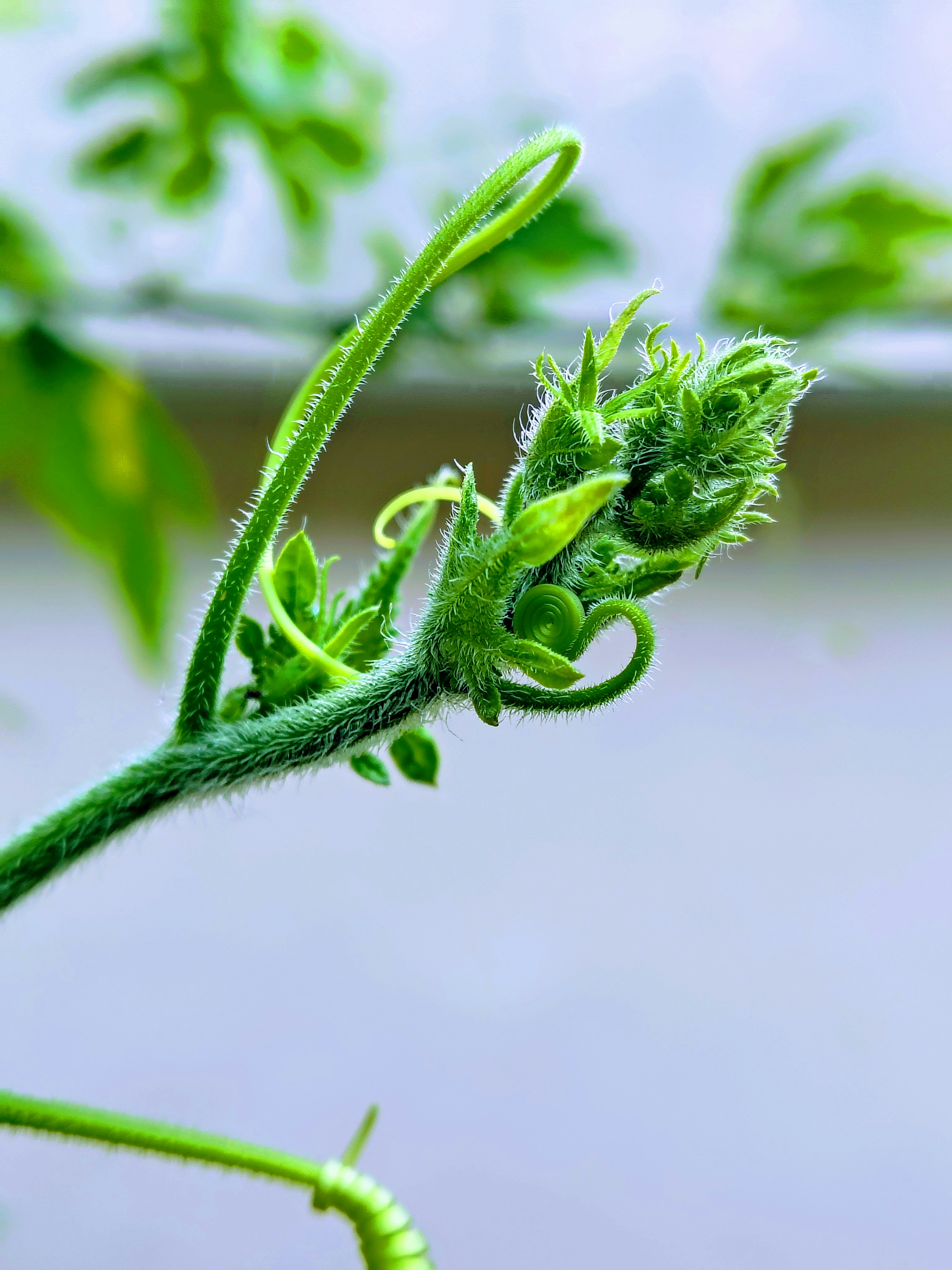 Photo by dendrophile