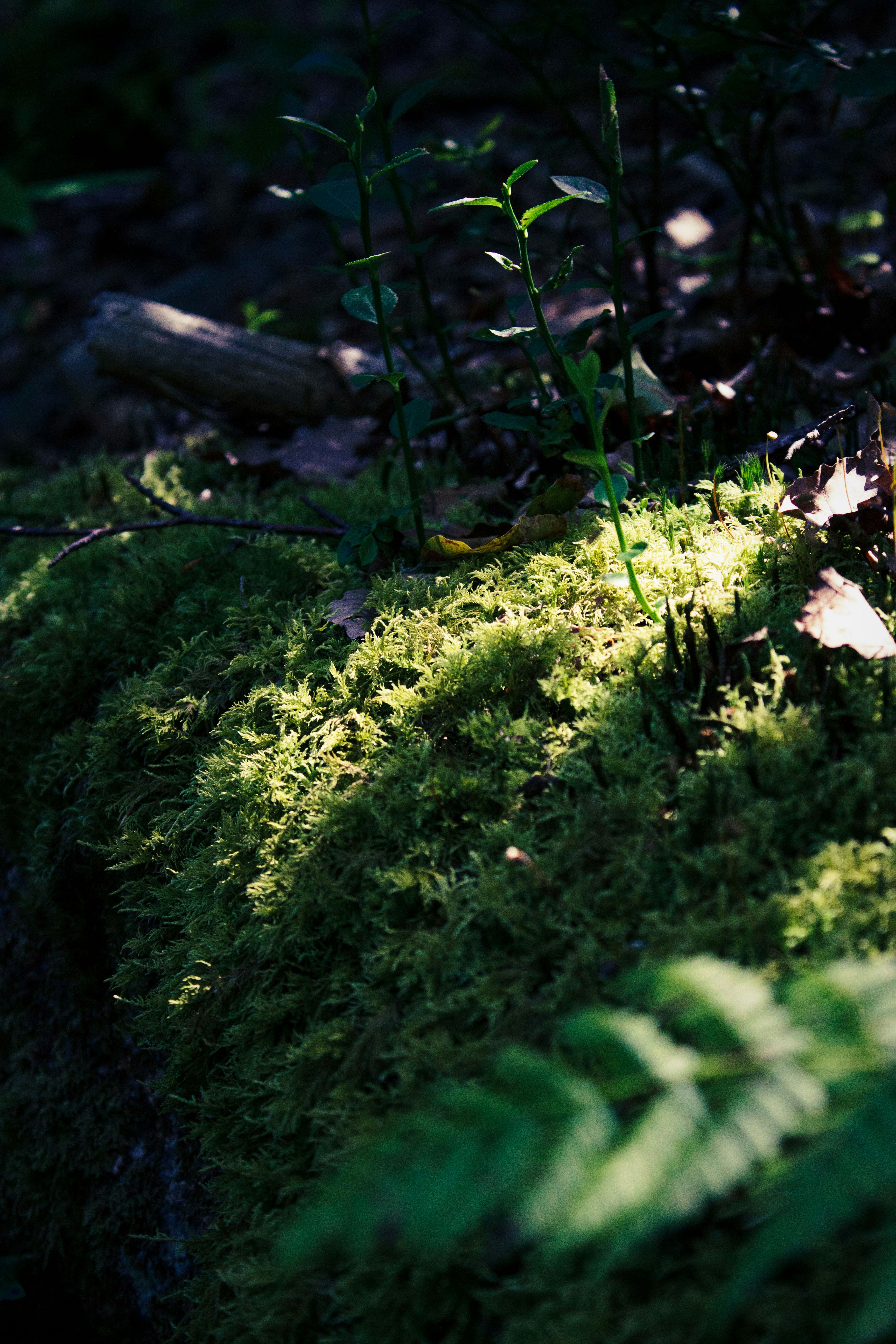 Photo by silaslundquist