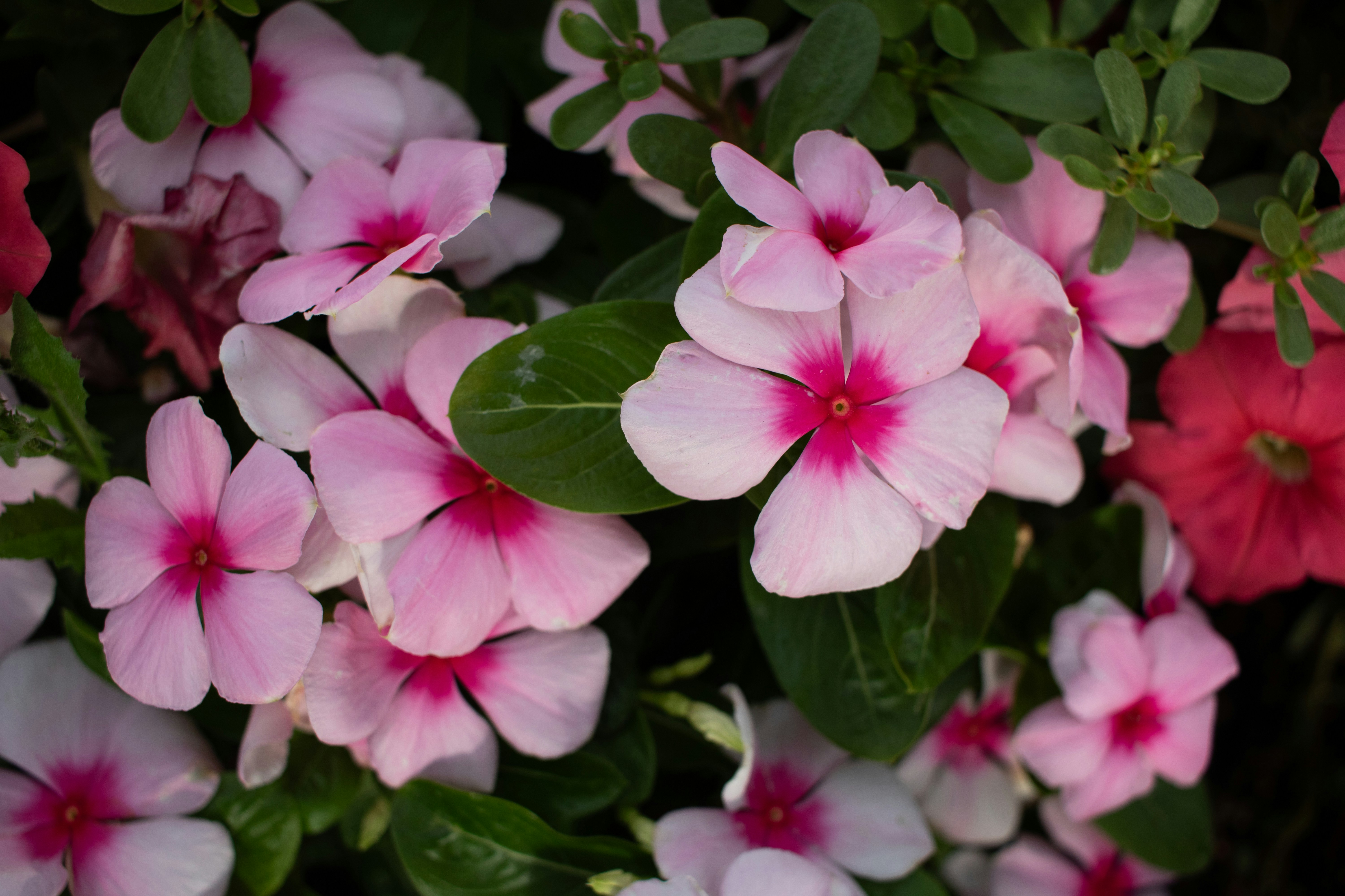 Photo by zoshuacolah