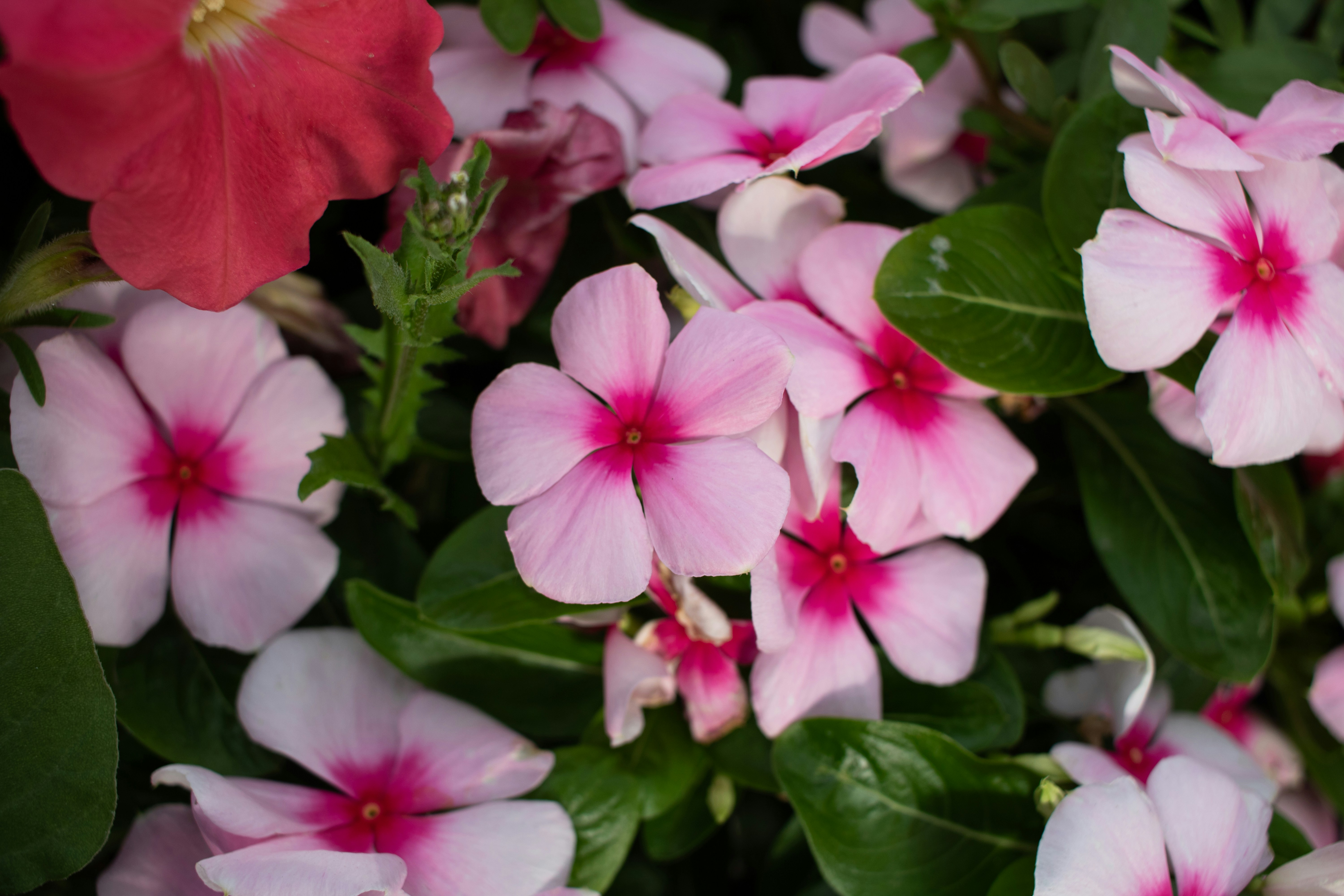 A bunch of pink flowers with green leaves