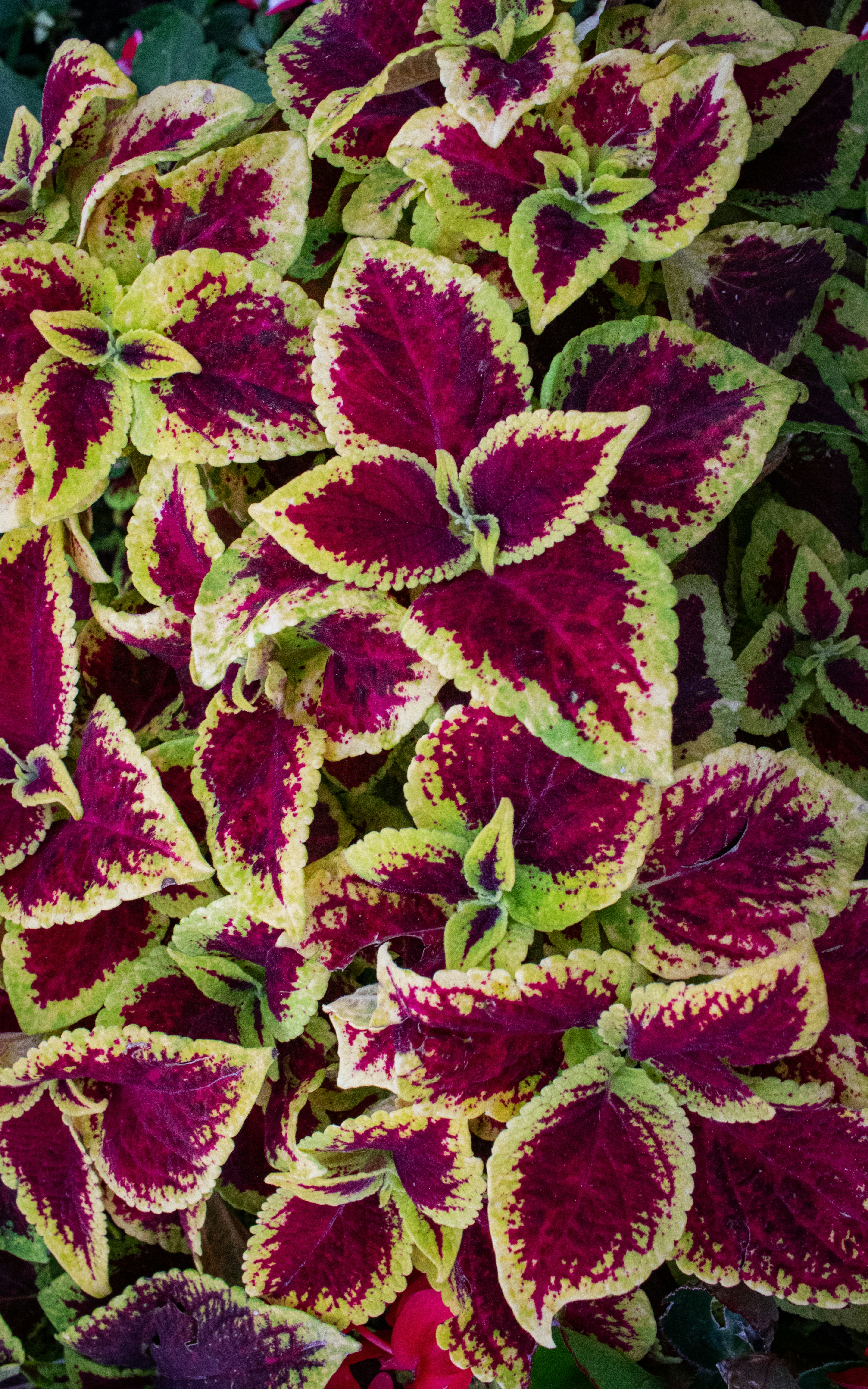 Photo by zoshuacolah