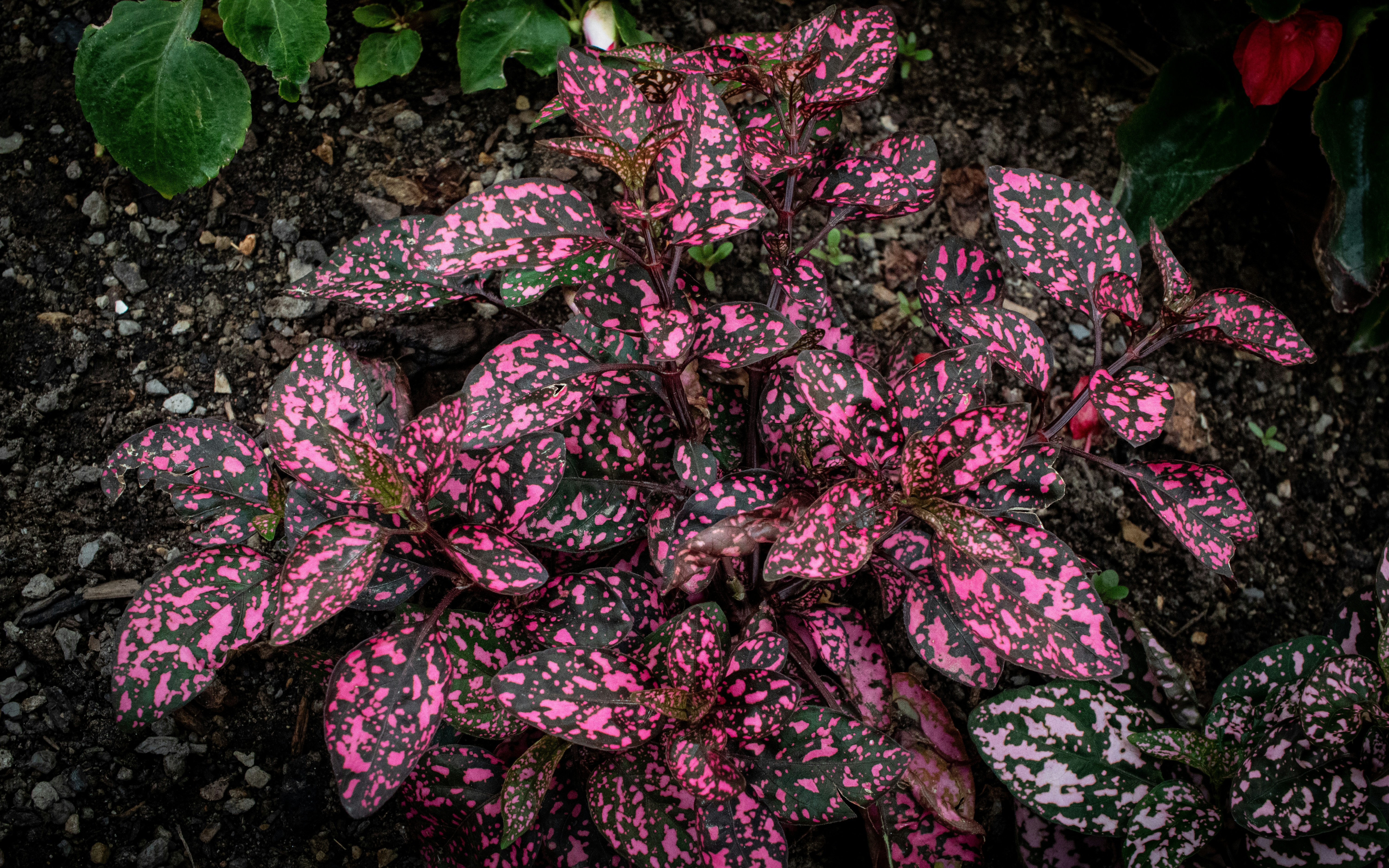 Photo by zoshuacolah