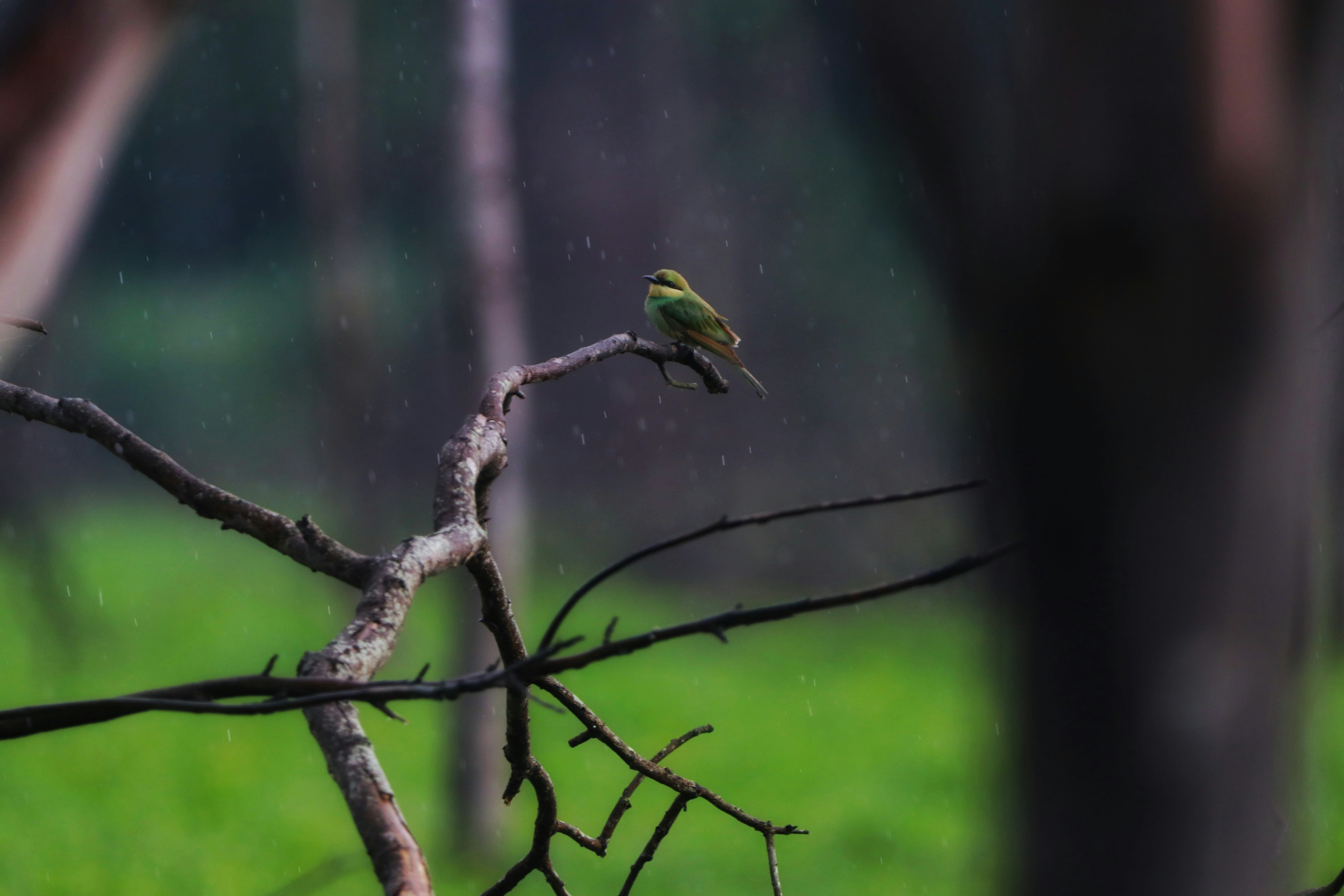 Photo by saiteja_varma