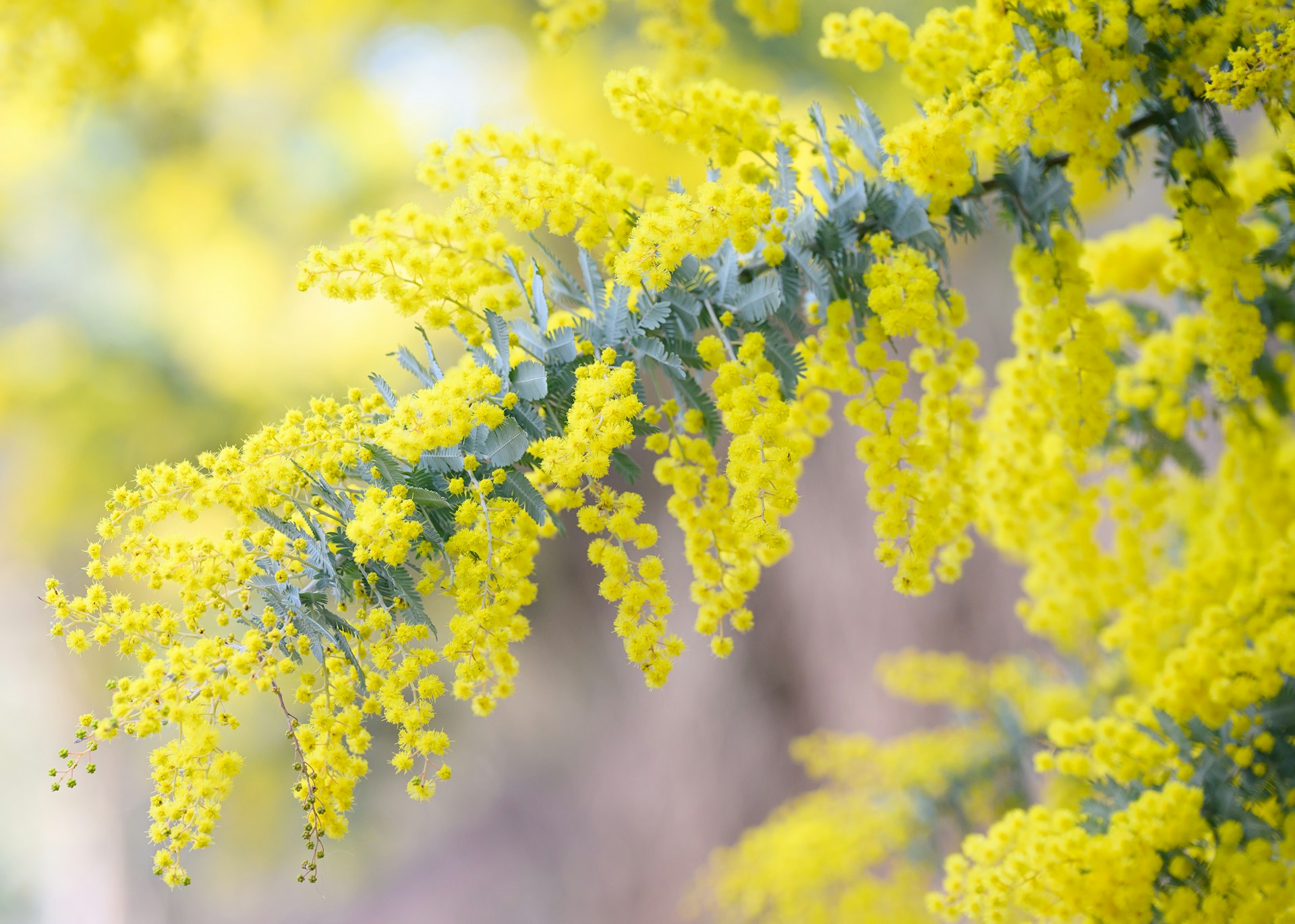 A close up of yellow flowers on a tree