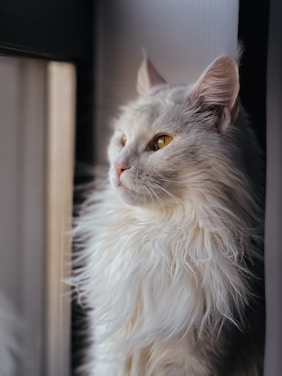 A fluffy white cat sitting on top of a window sill