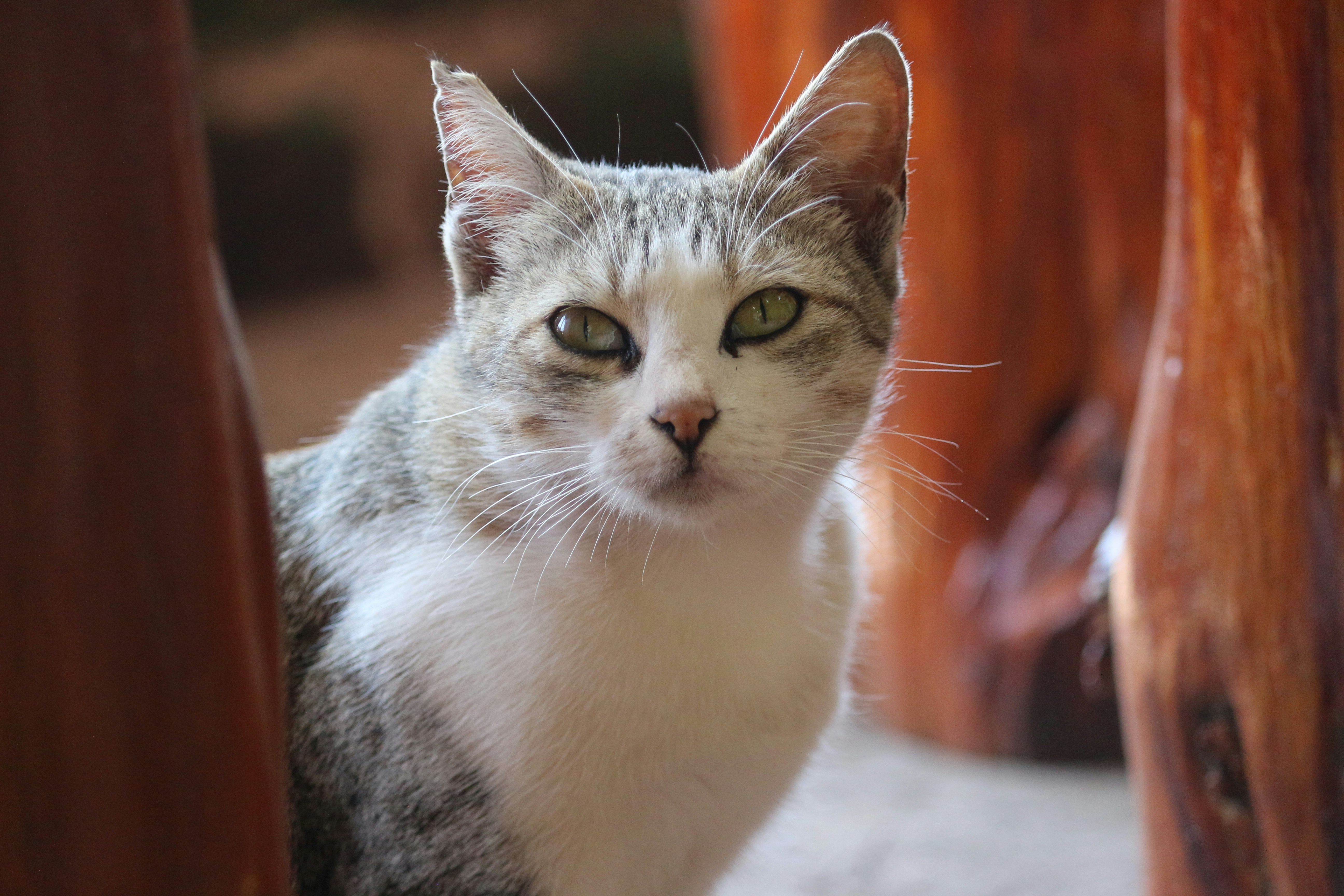 Photo by saiteja_varma