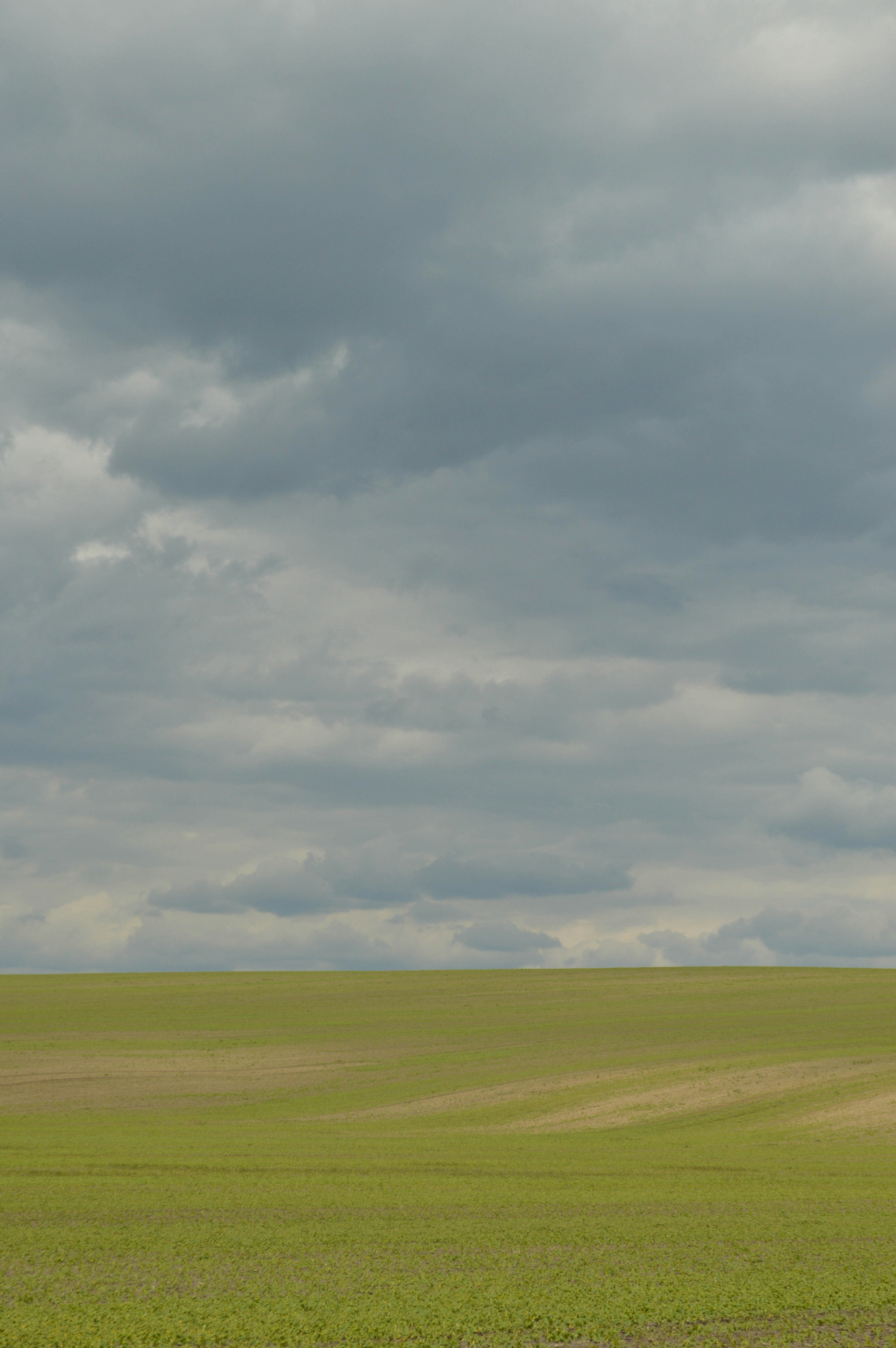 A lone horse standing in a large open field