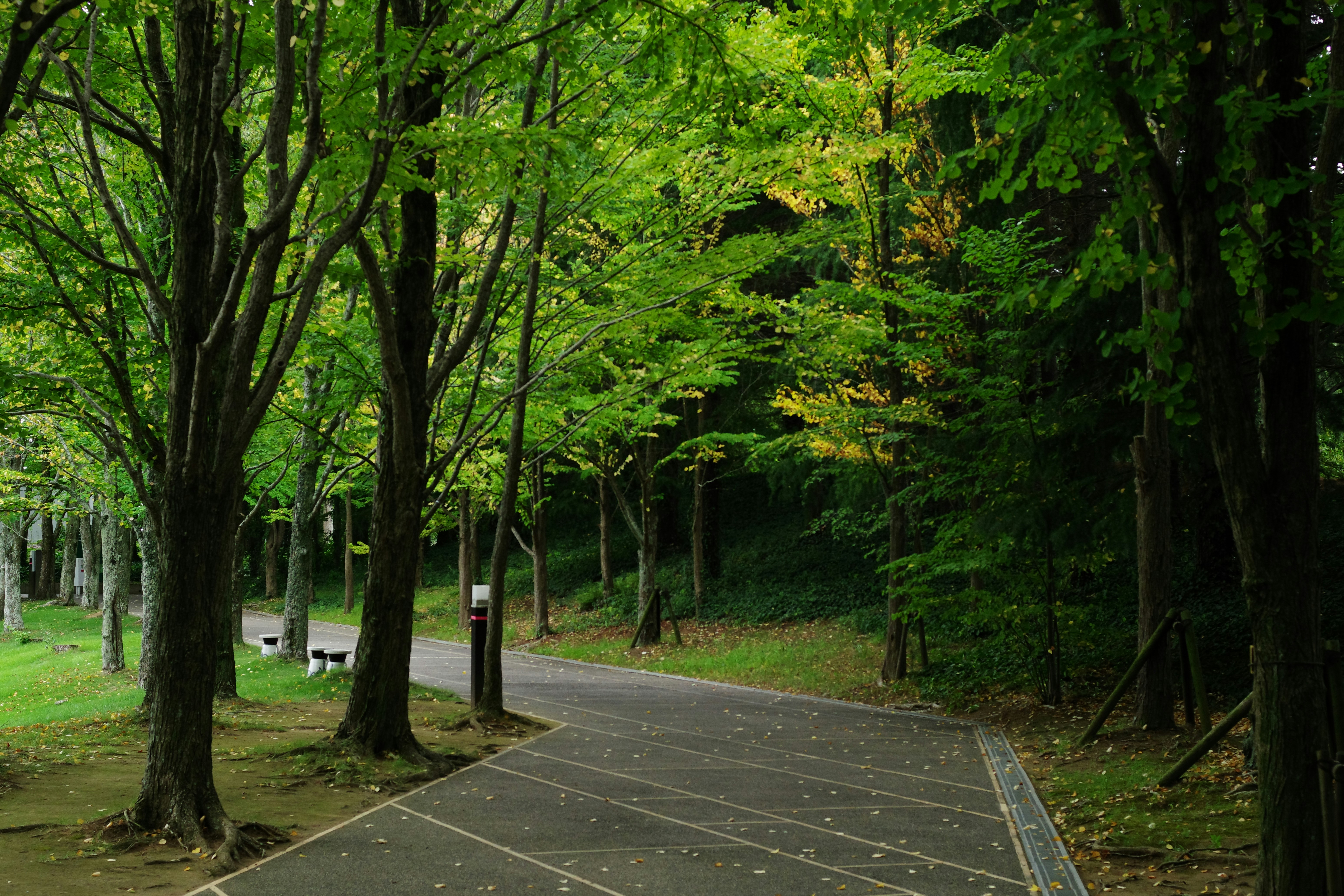 A paved road surrounded by trees in a park