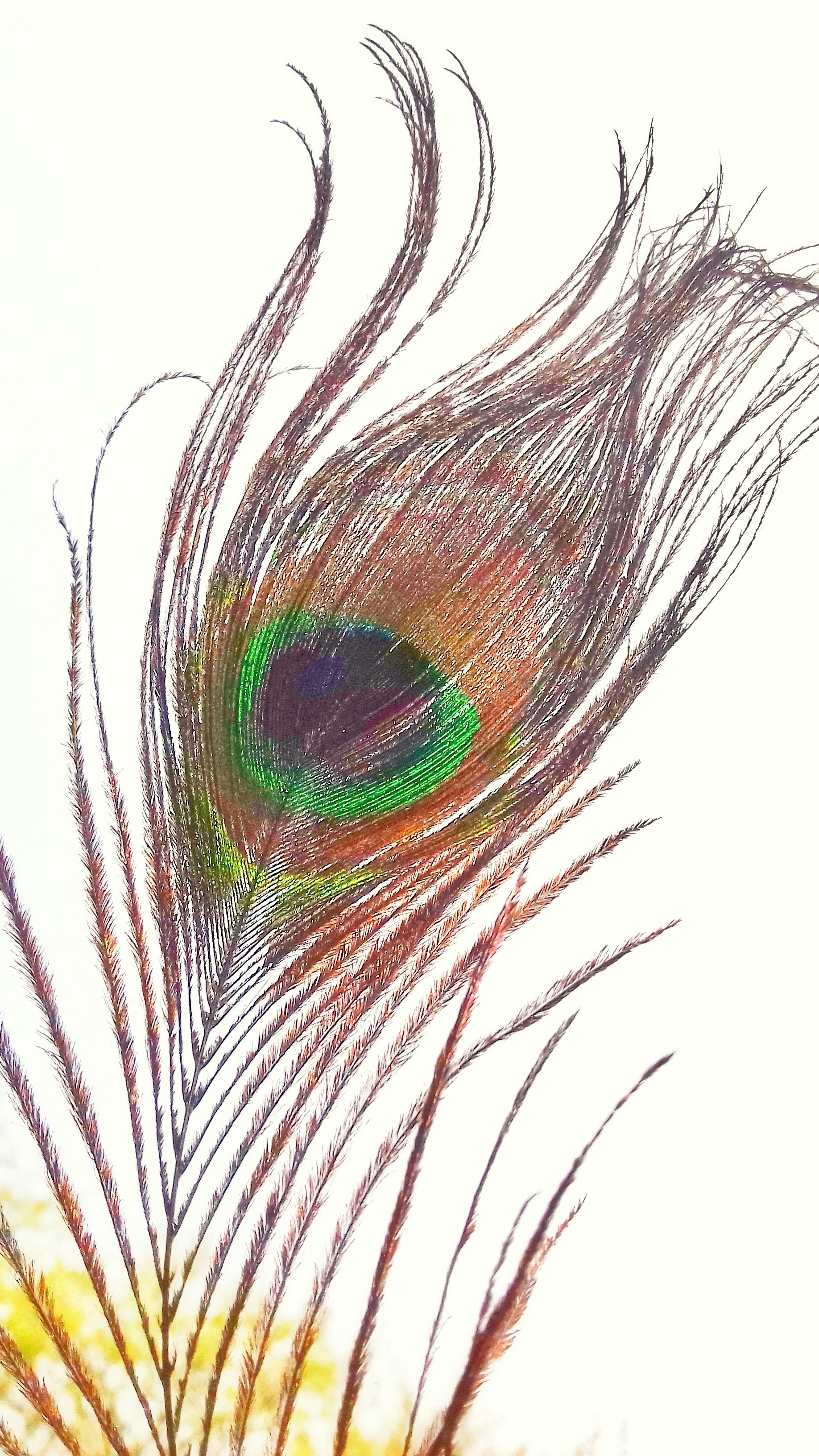 A close up of a peacock feather on a white background