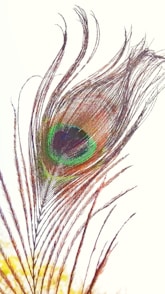 A close up of a peacock feather on a white background