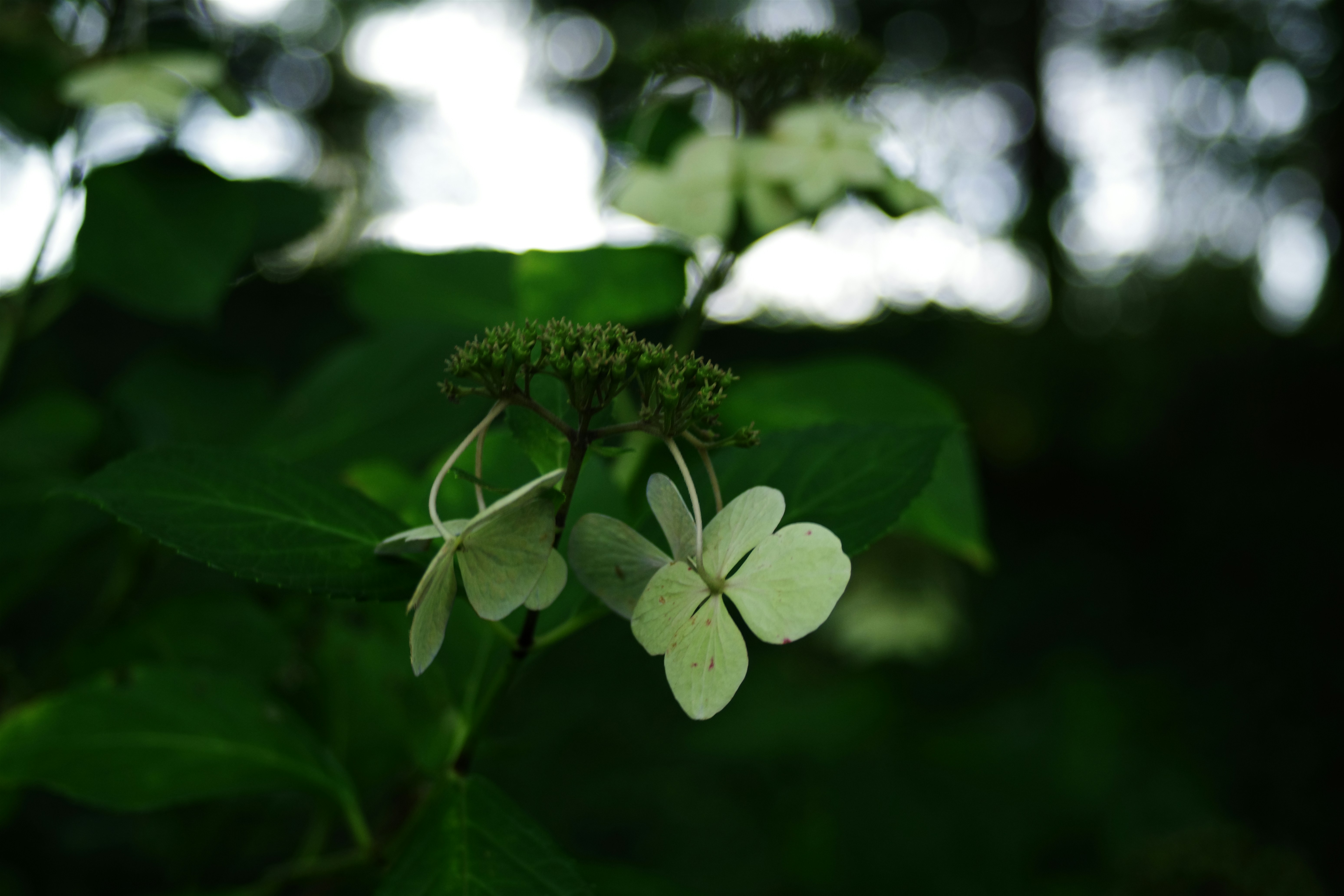 Photo by naopp