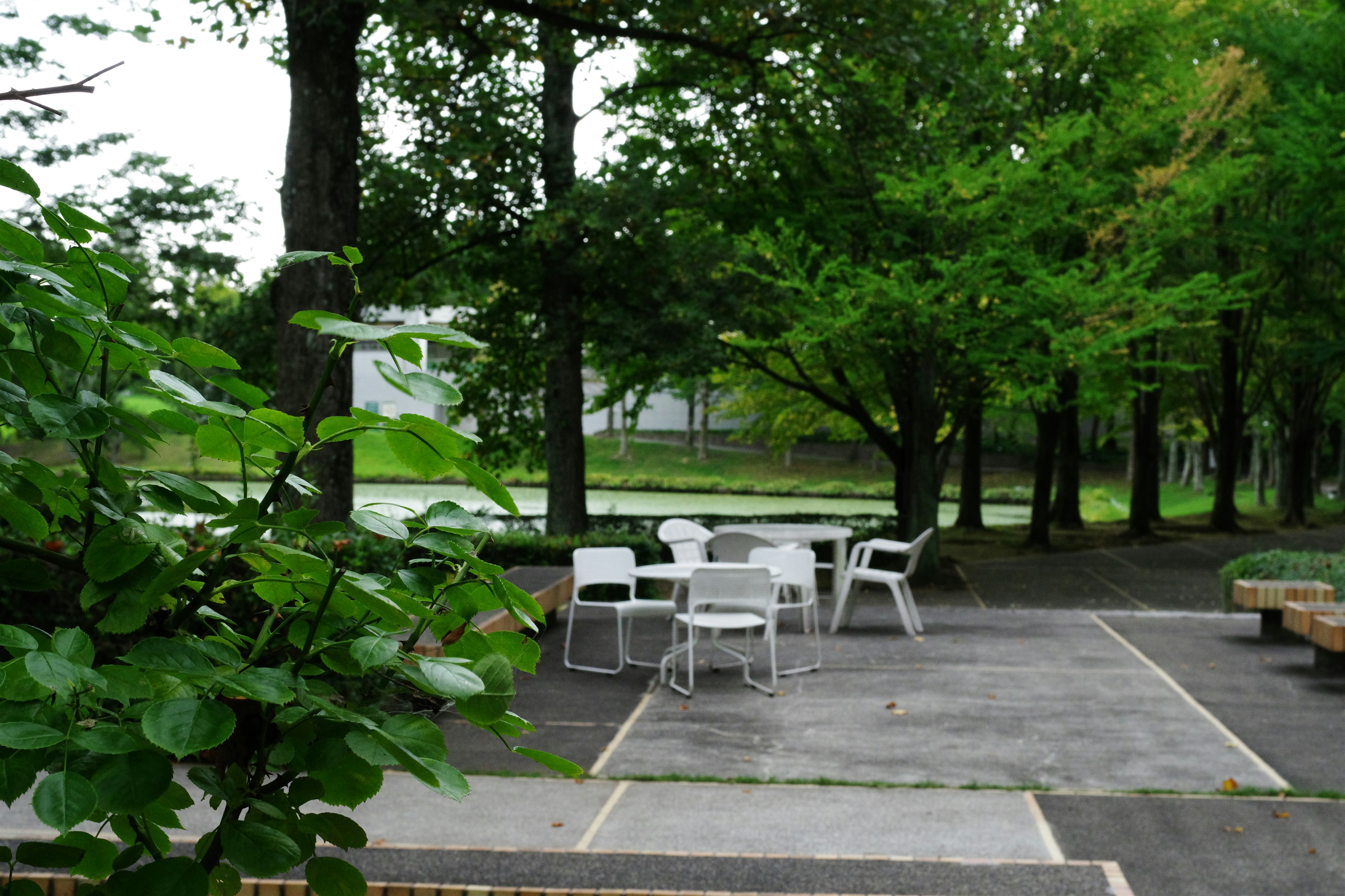 Beautiful green and flower garden、新緑と美しい花が織りなす絶景 A superb view of fresh greenery and beautiful flowers