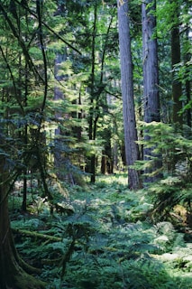 A lush green forest filled with lots of trees