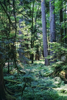 A lush green forest filled with lots of trees