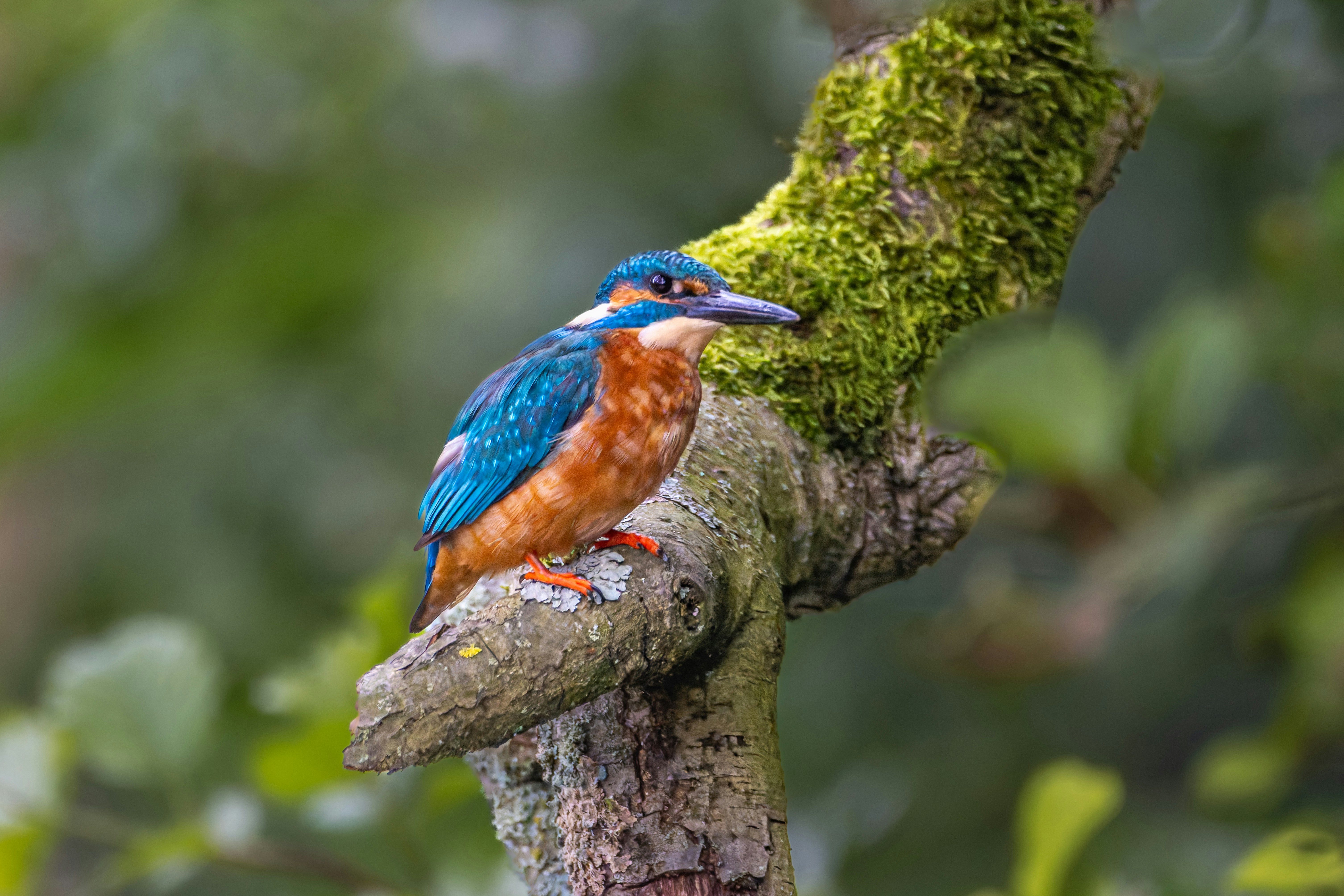 Photo by siegfriedpoepperl