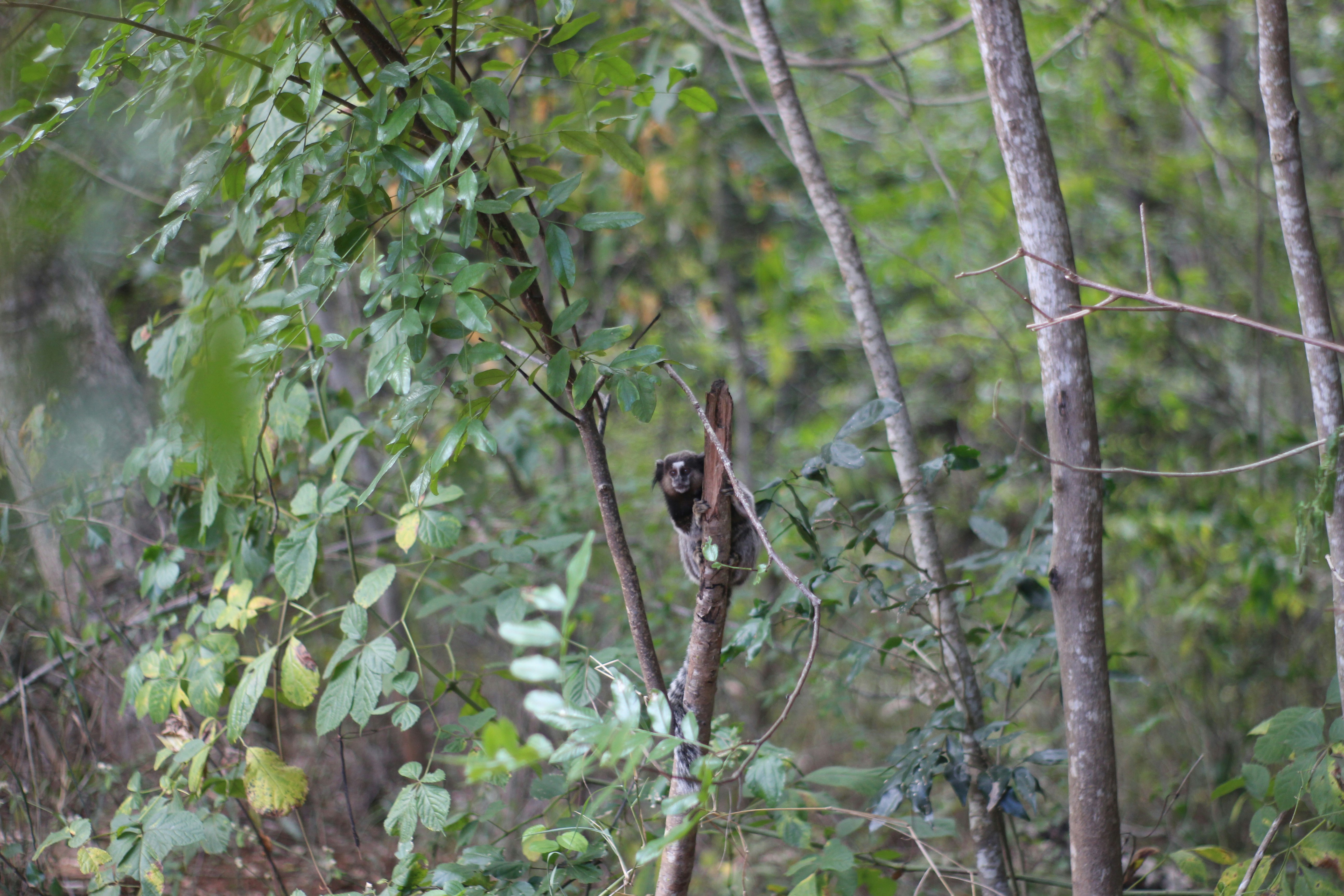 Photo by otaciliomaia